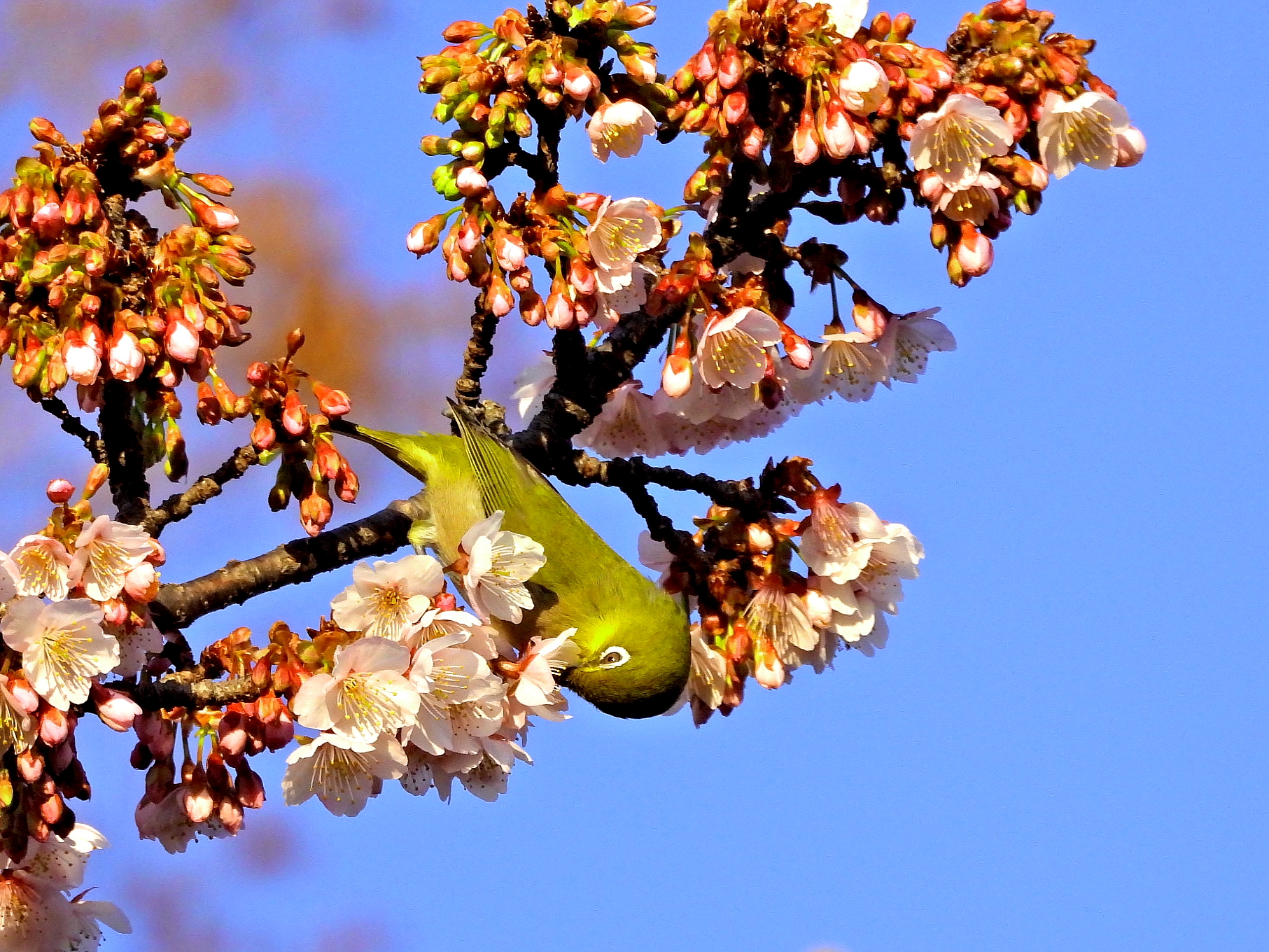 熱海桜、メジロ、