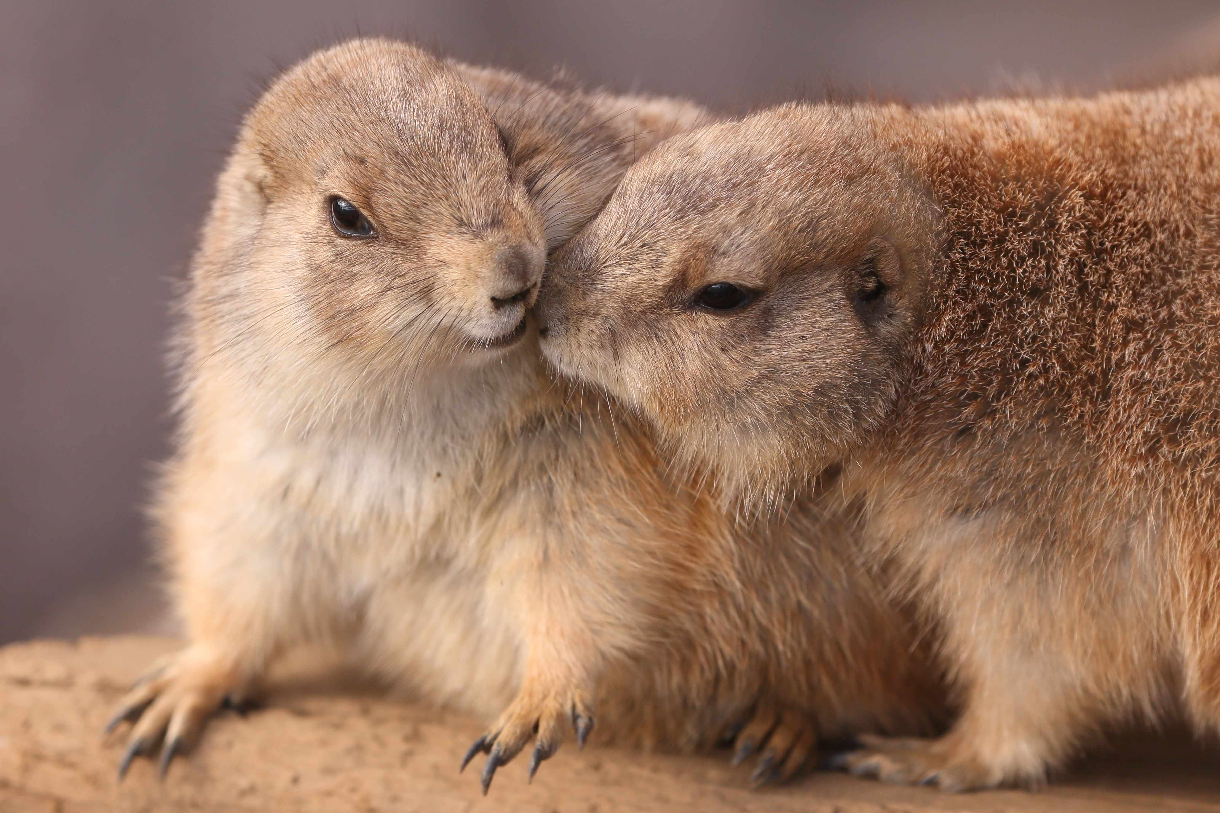 いきなりキッス♪