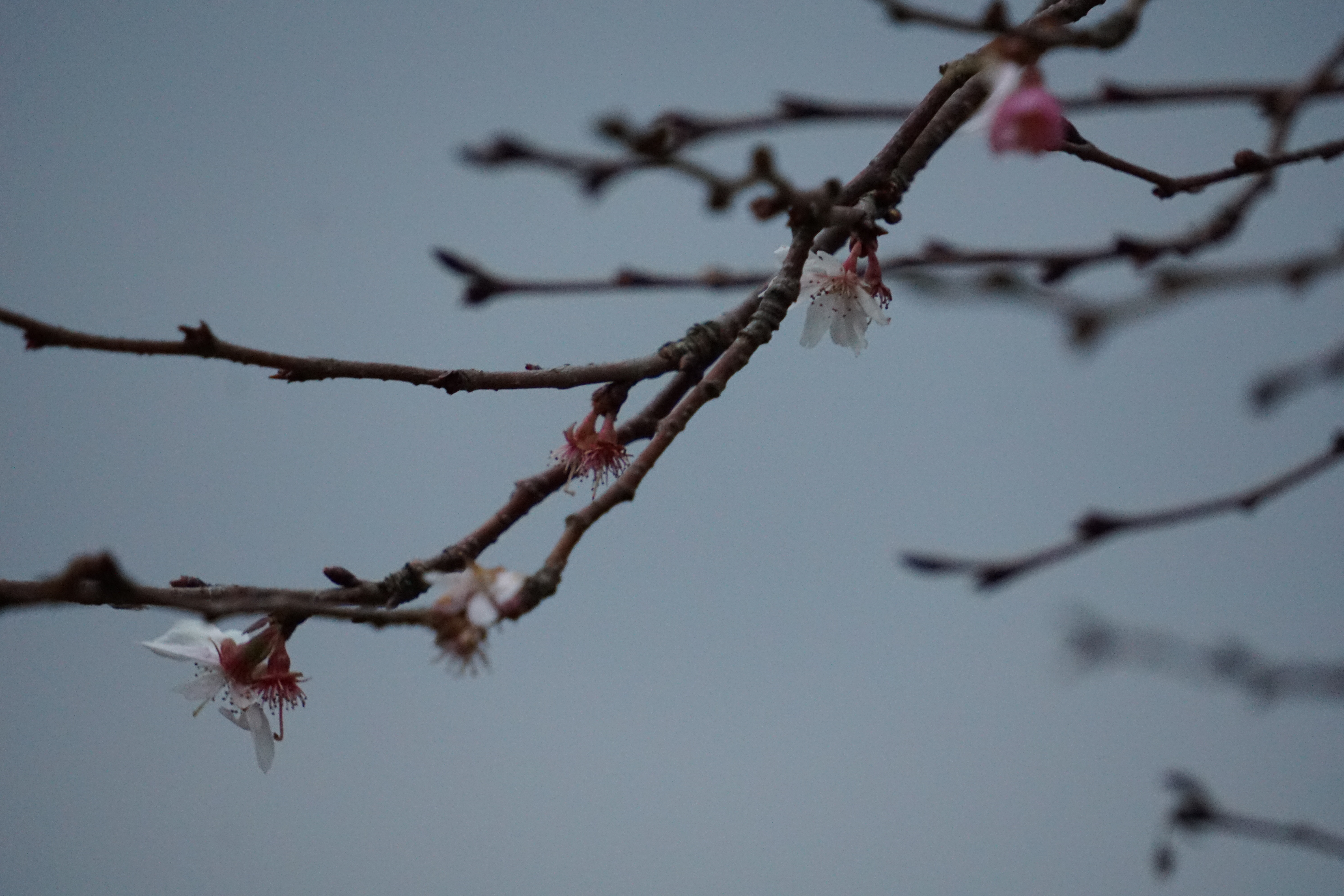 桜咲く