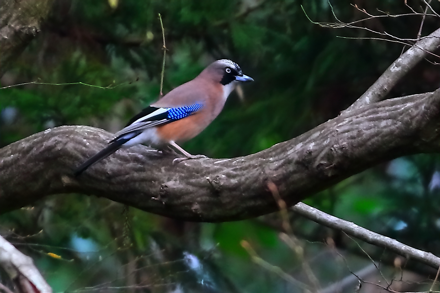 Jay!