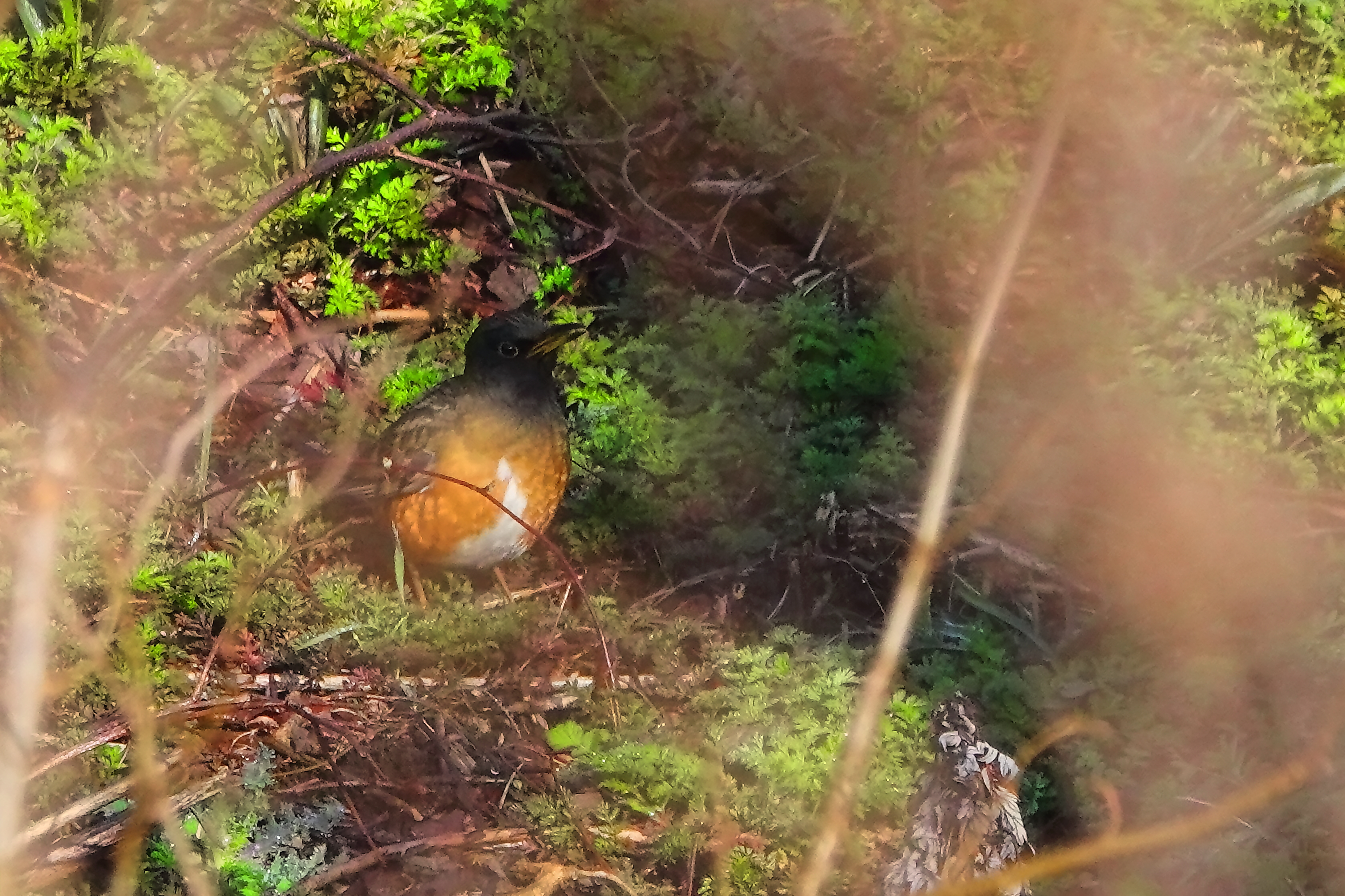 薮からアカハラ