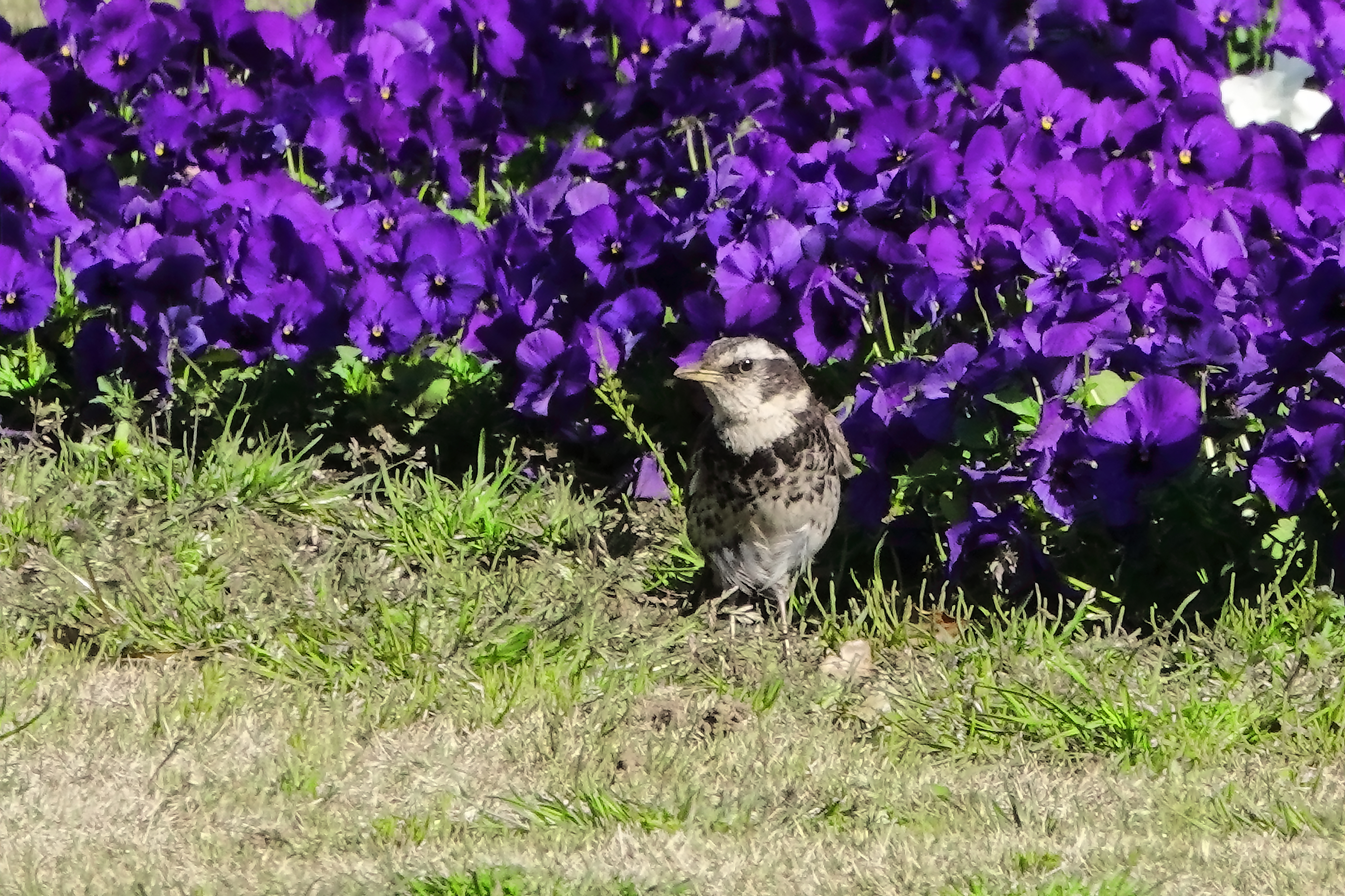 お花の前ではいポーズ