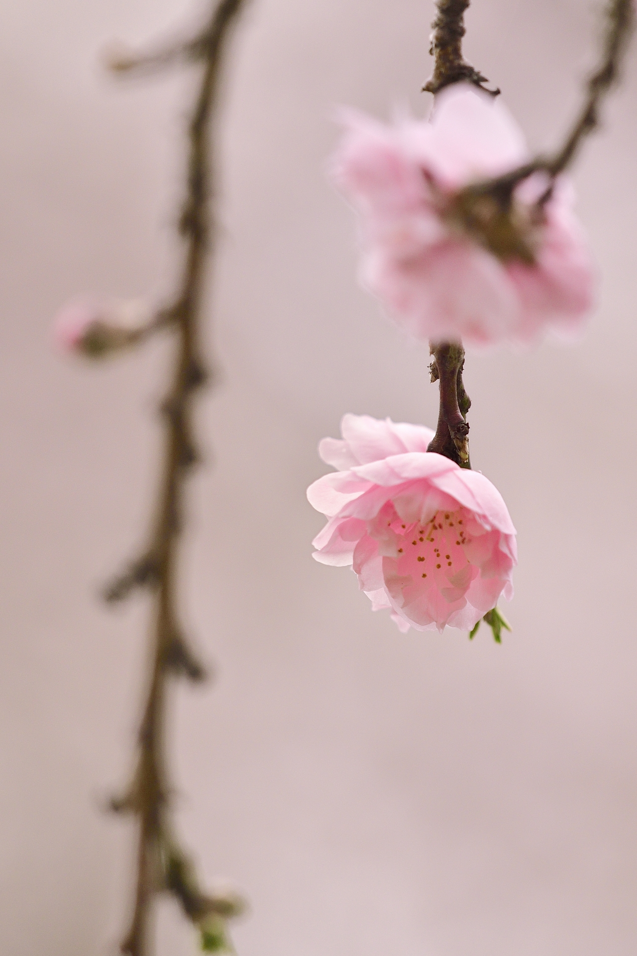 散歩写真