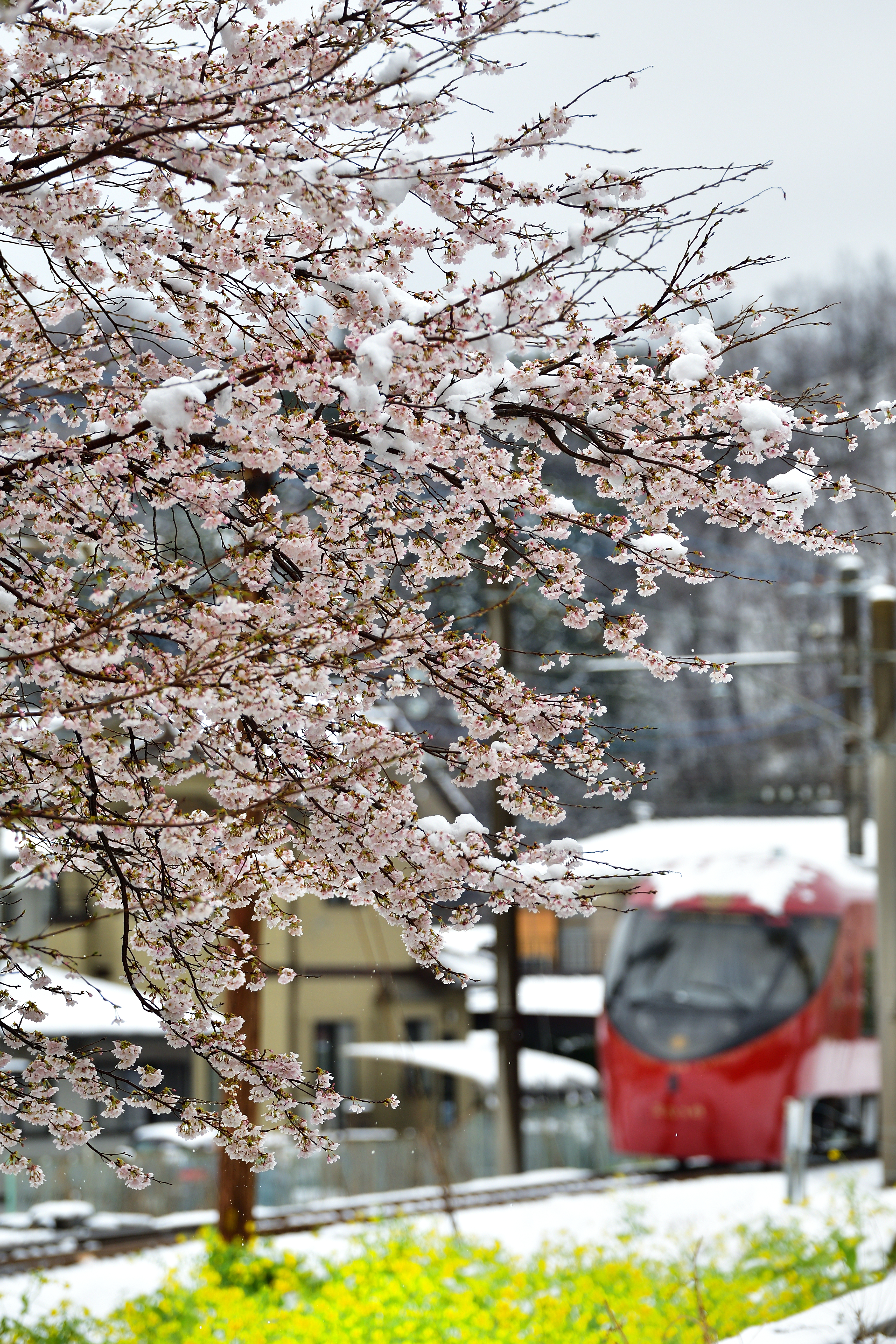 【縦】雪桜