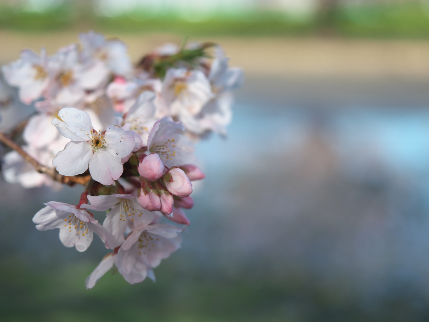 桜玉