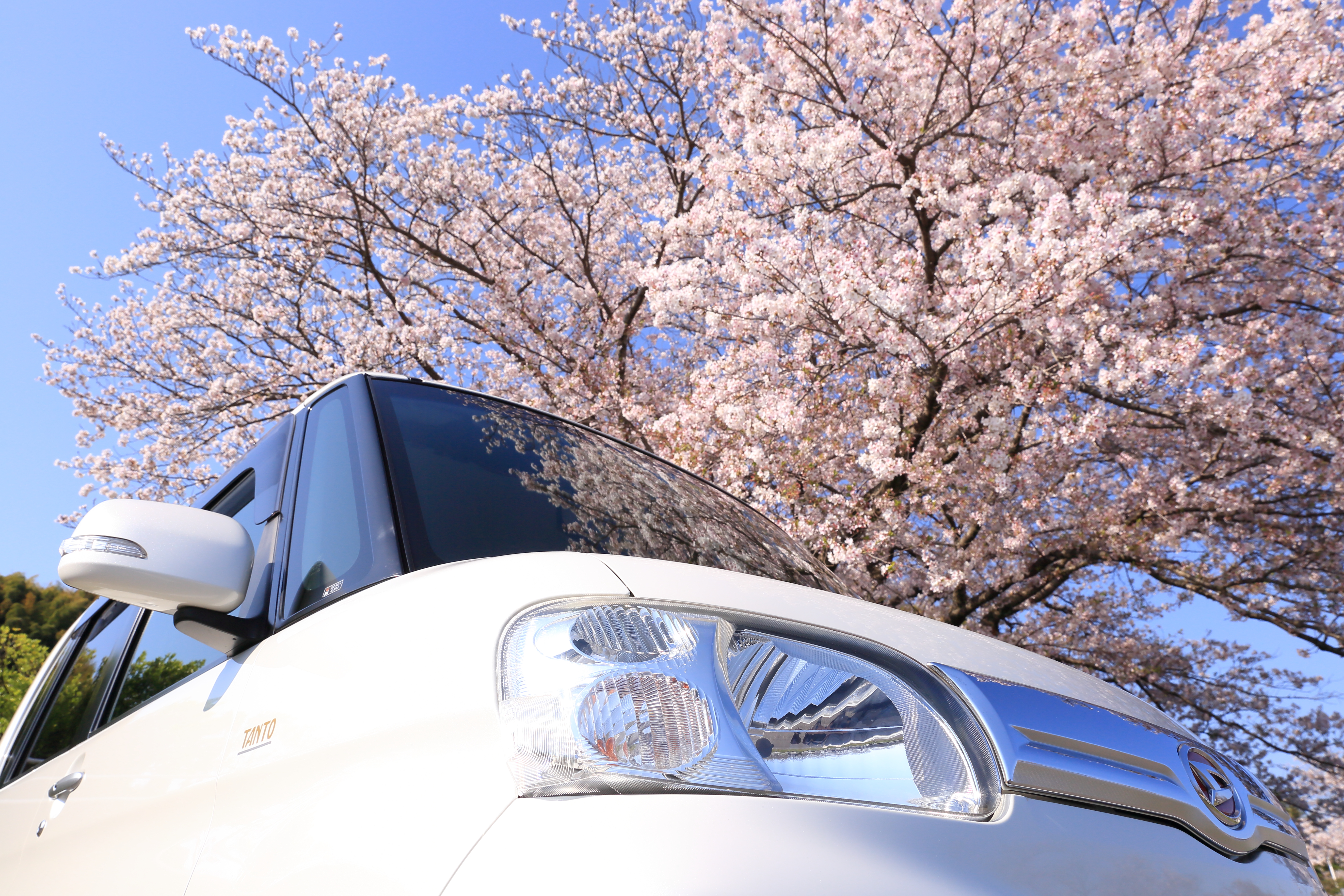 桜の下で・・・