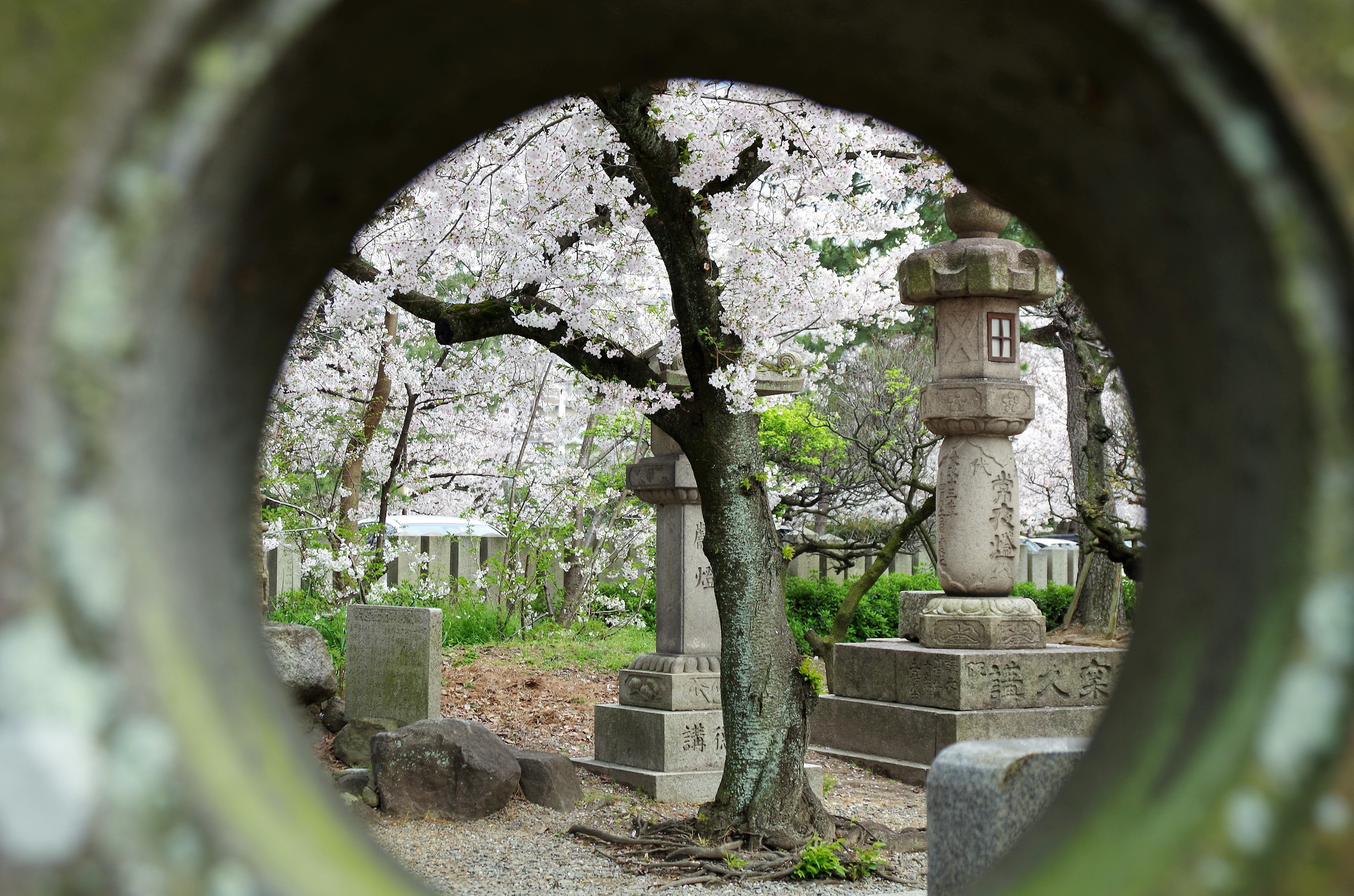 穴から花見
