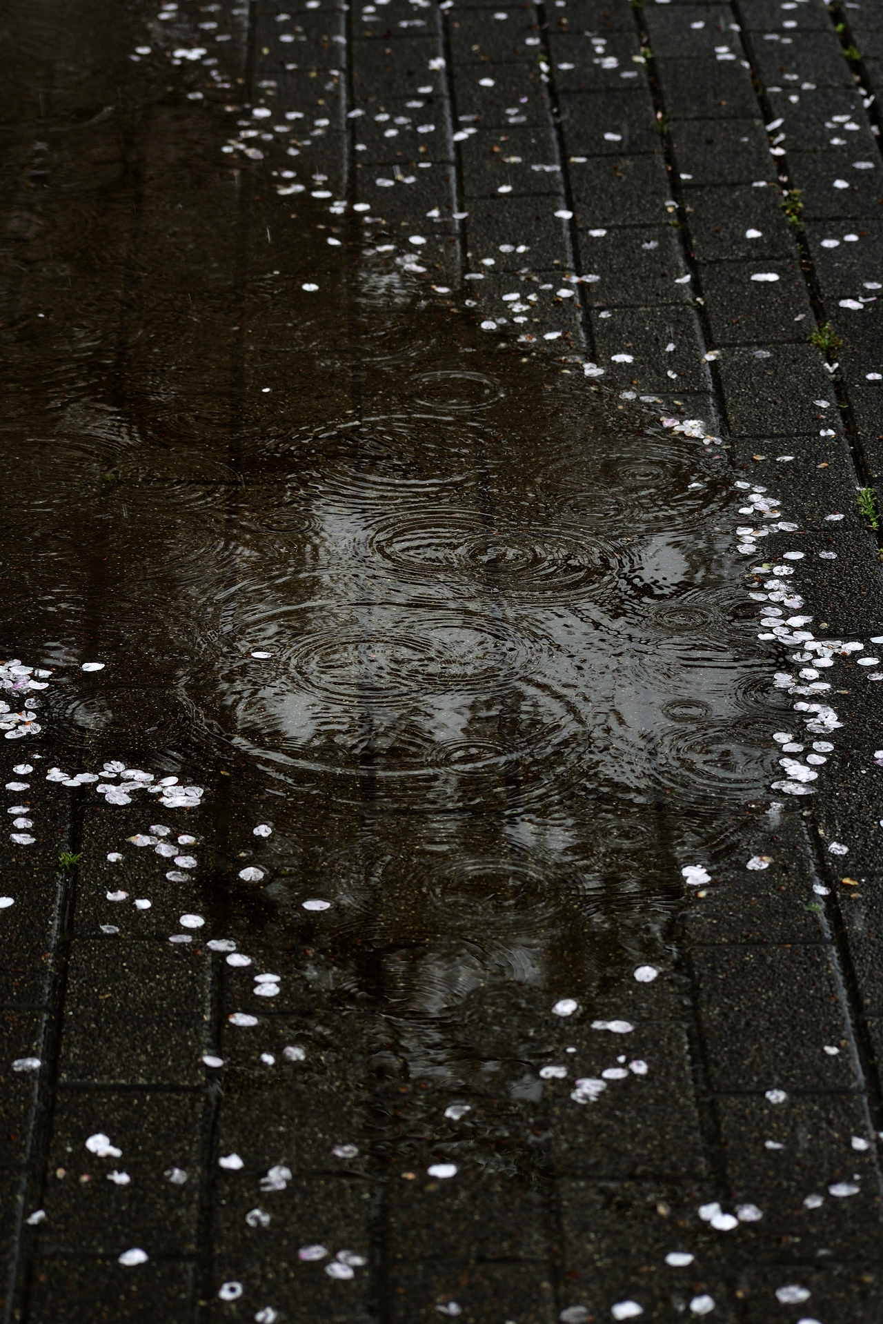 降る雨と散る桜 少し悲しい