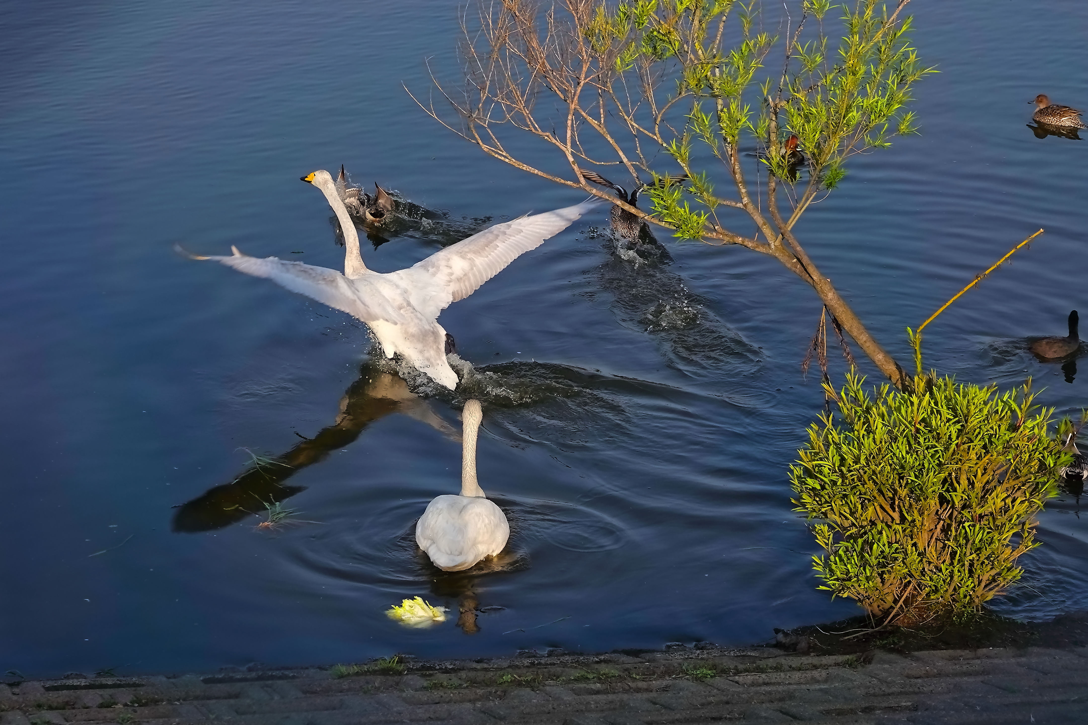 幼鳥、飛べるかな?