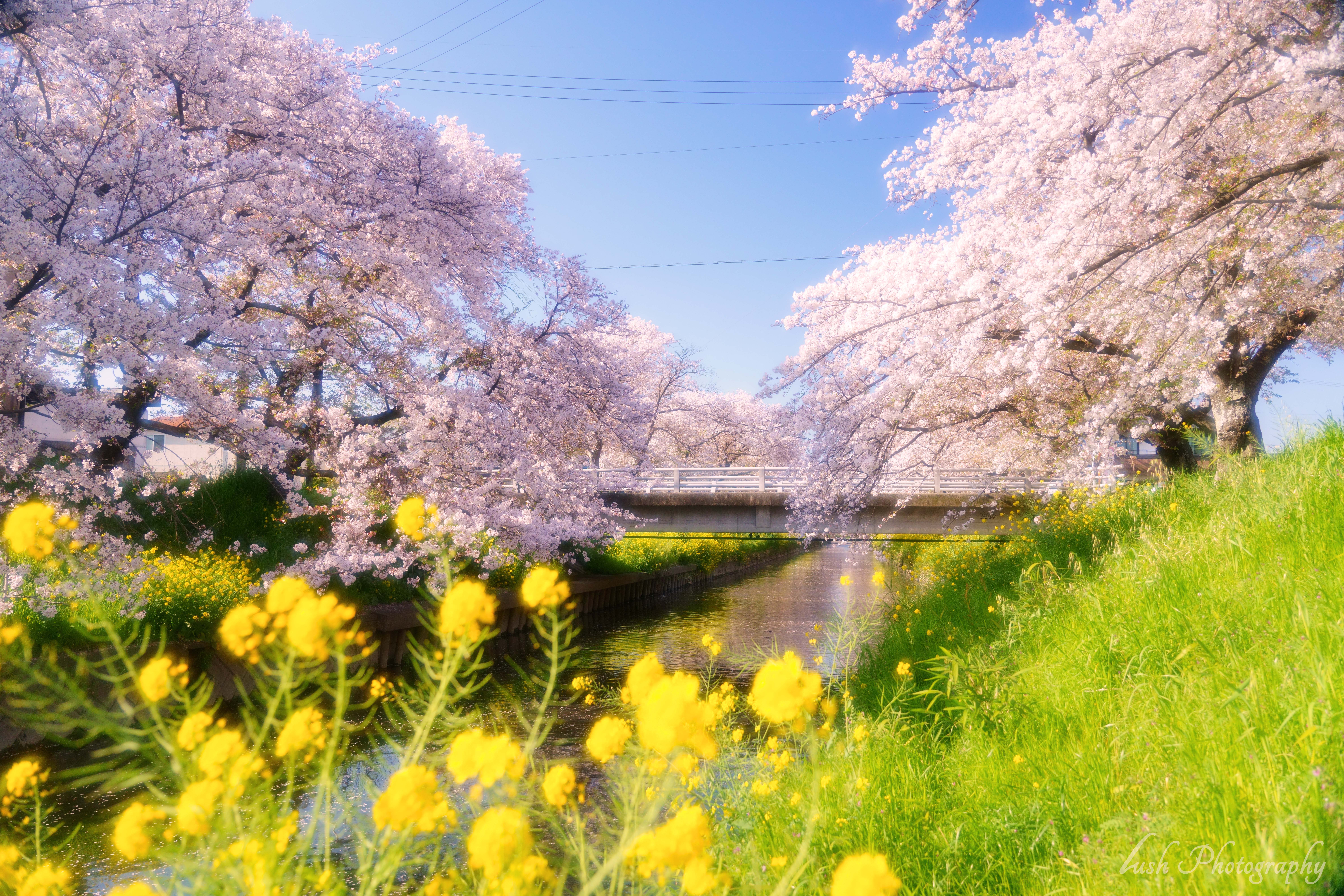 五条川の桜