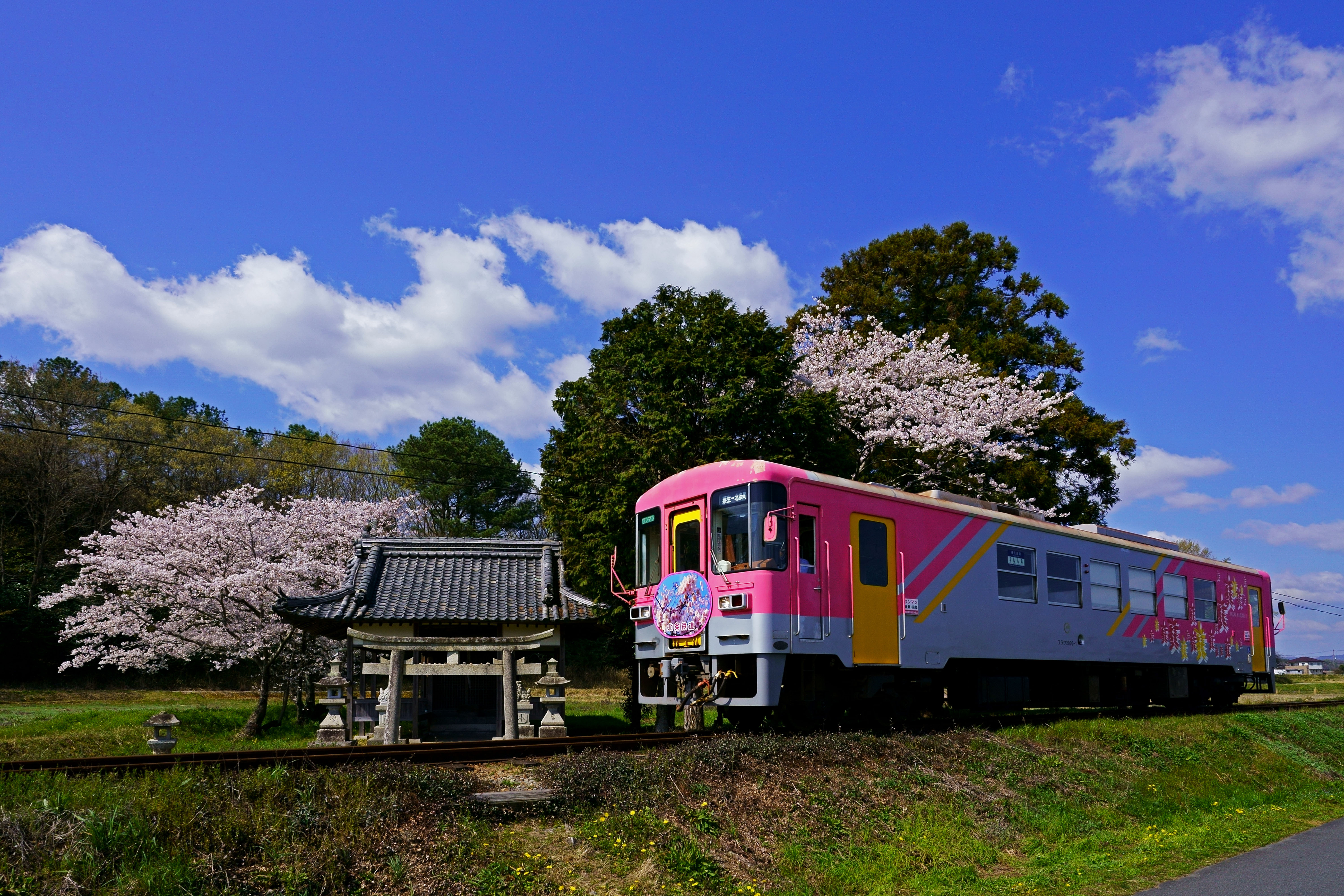 北条線と桜