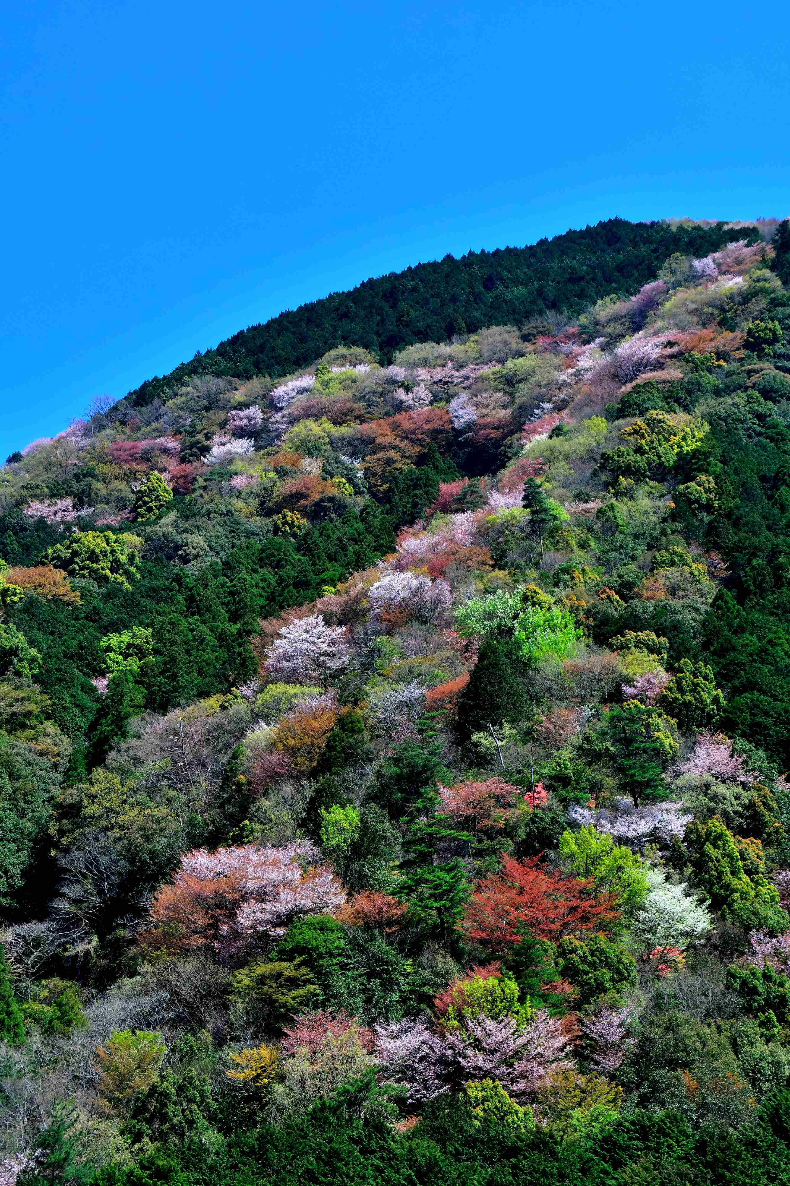 山の彩