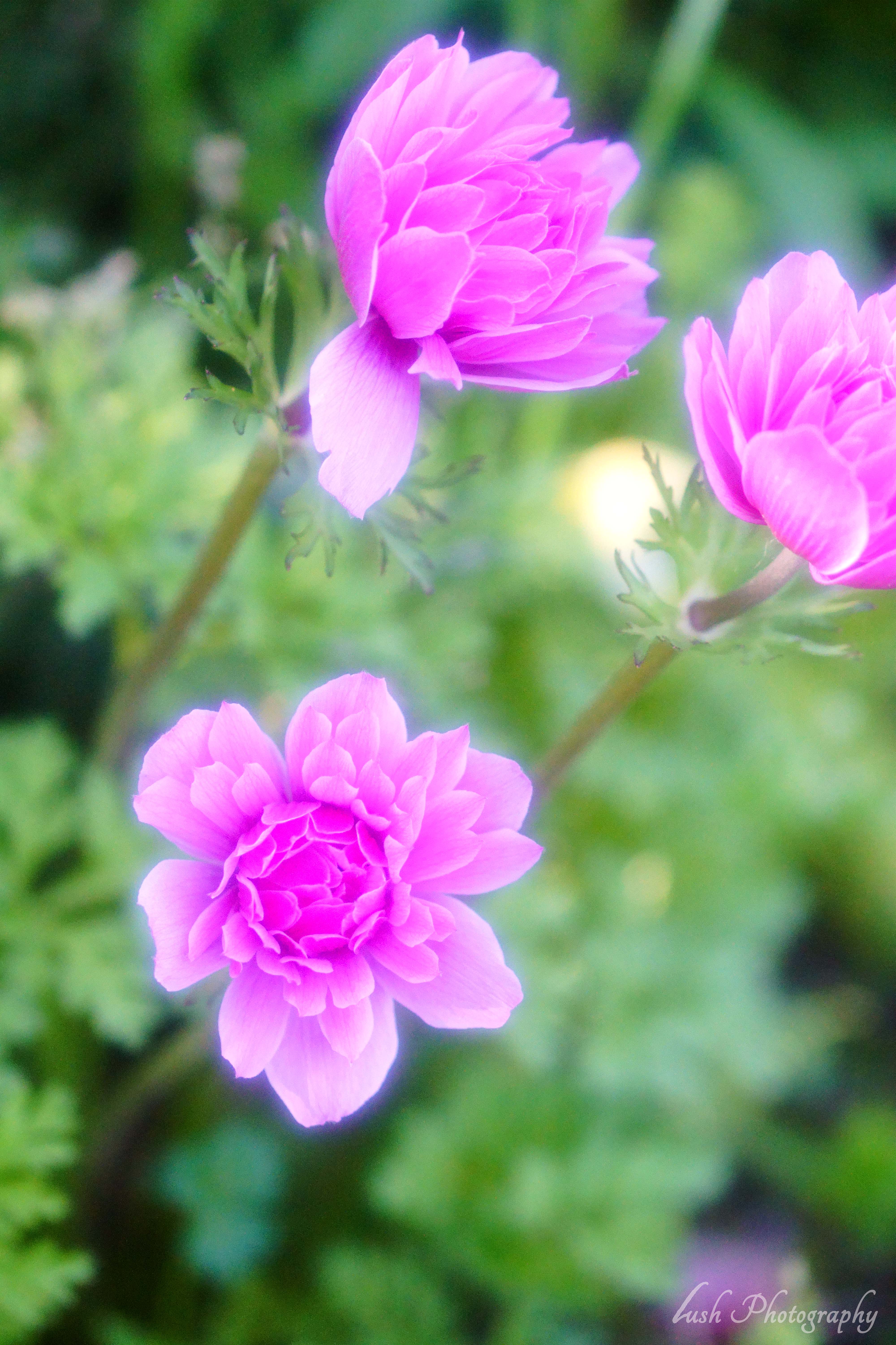 路傍の花