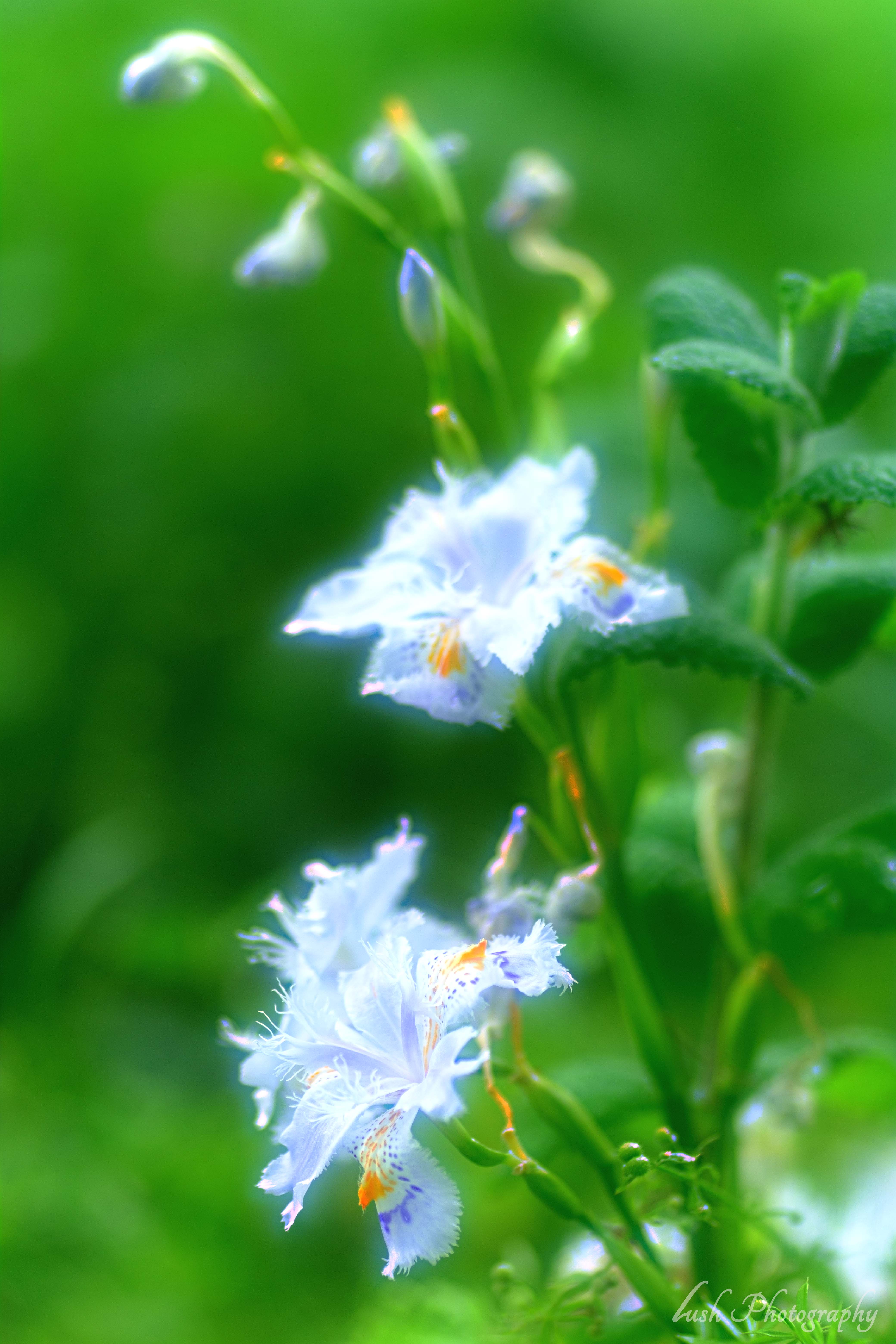 路傍の花