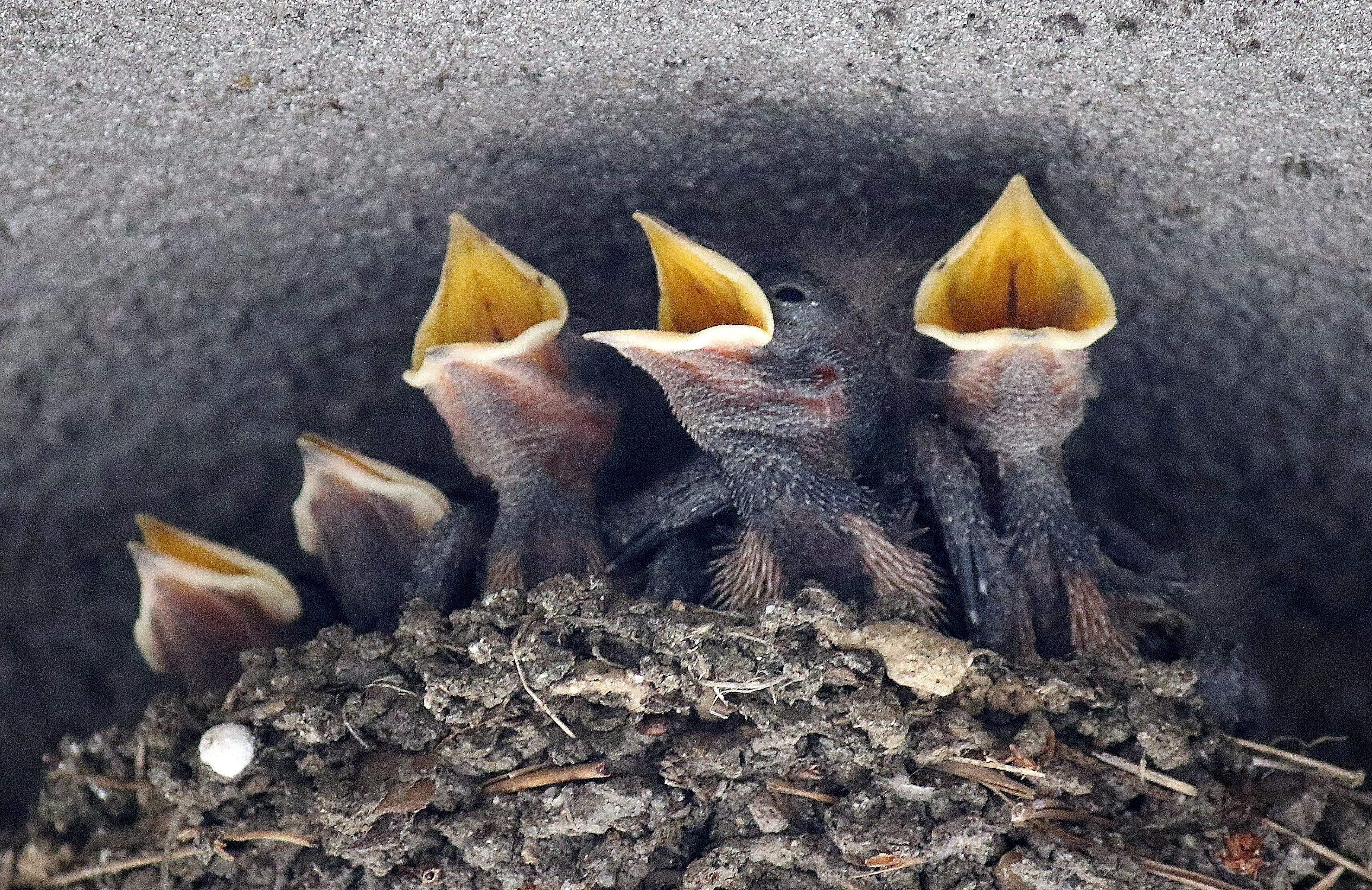 ツバメ雛合唱団?「 餌くで~っ! 」ぶちゃいくな形相も逆に可愛いかな?