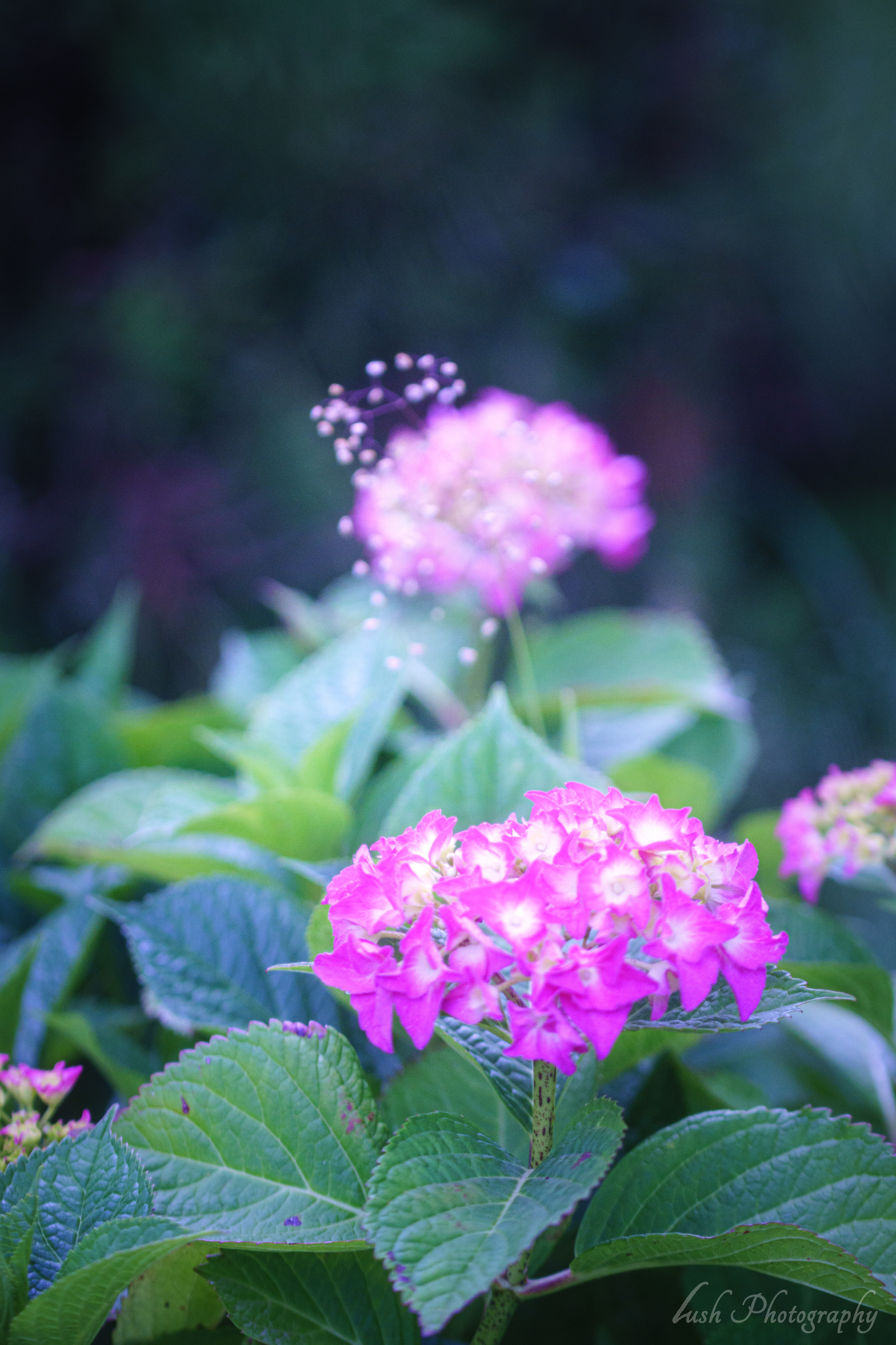 紫陽花・・・