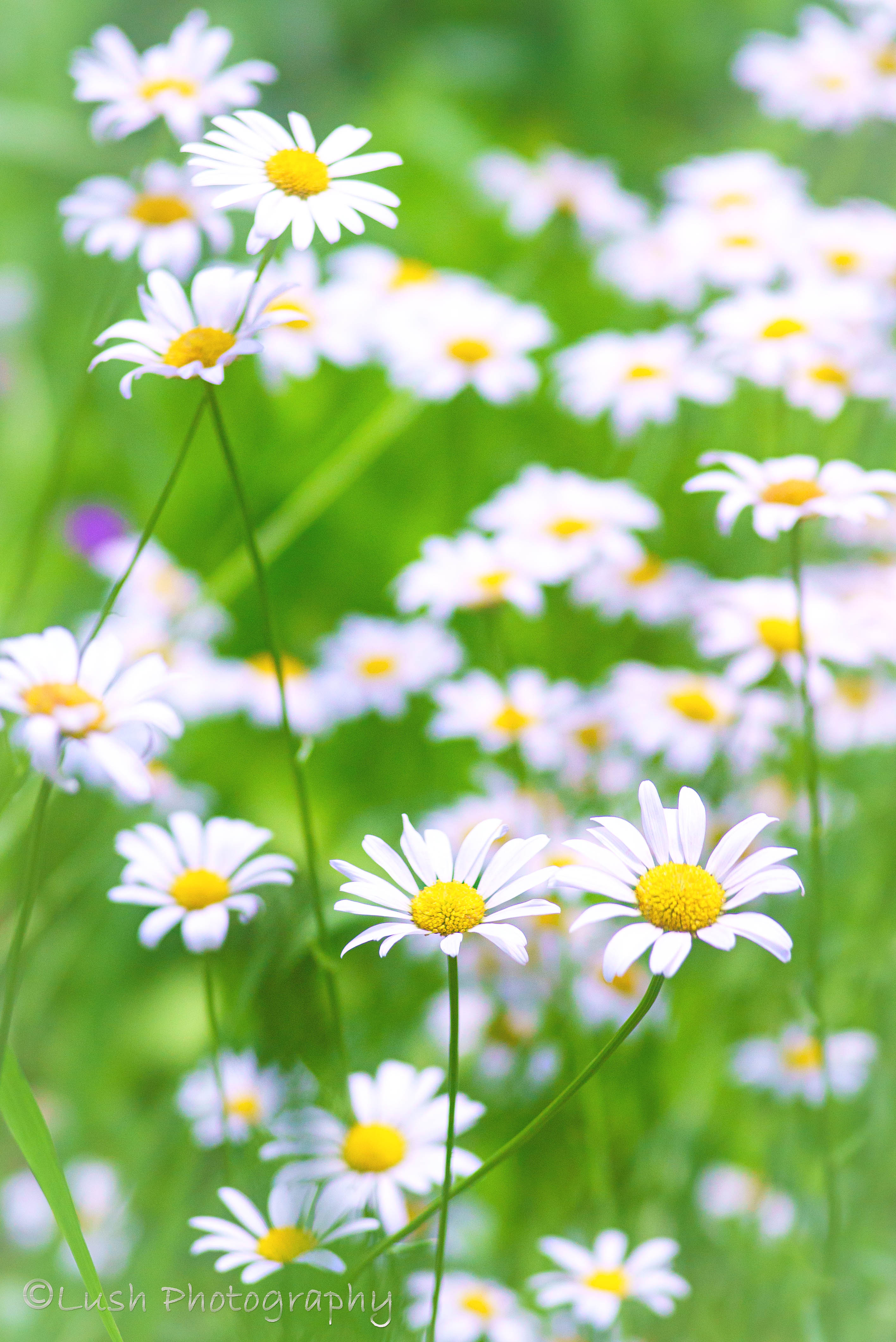 雛菊・・・