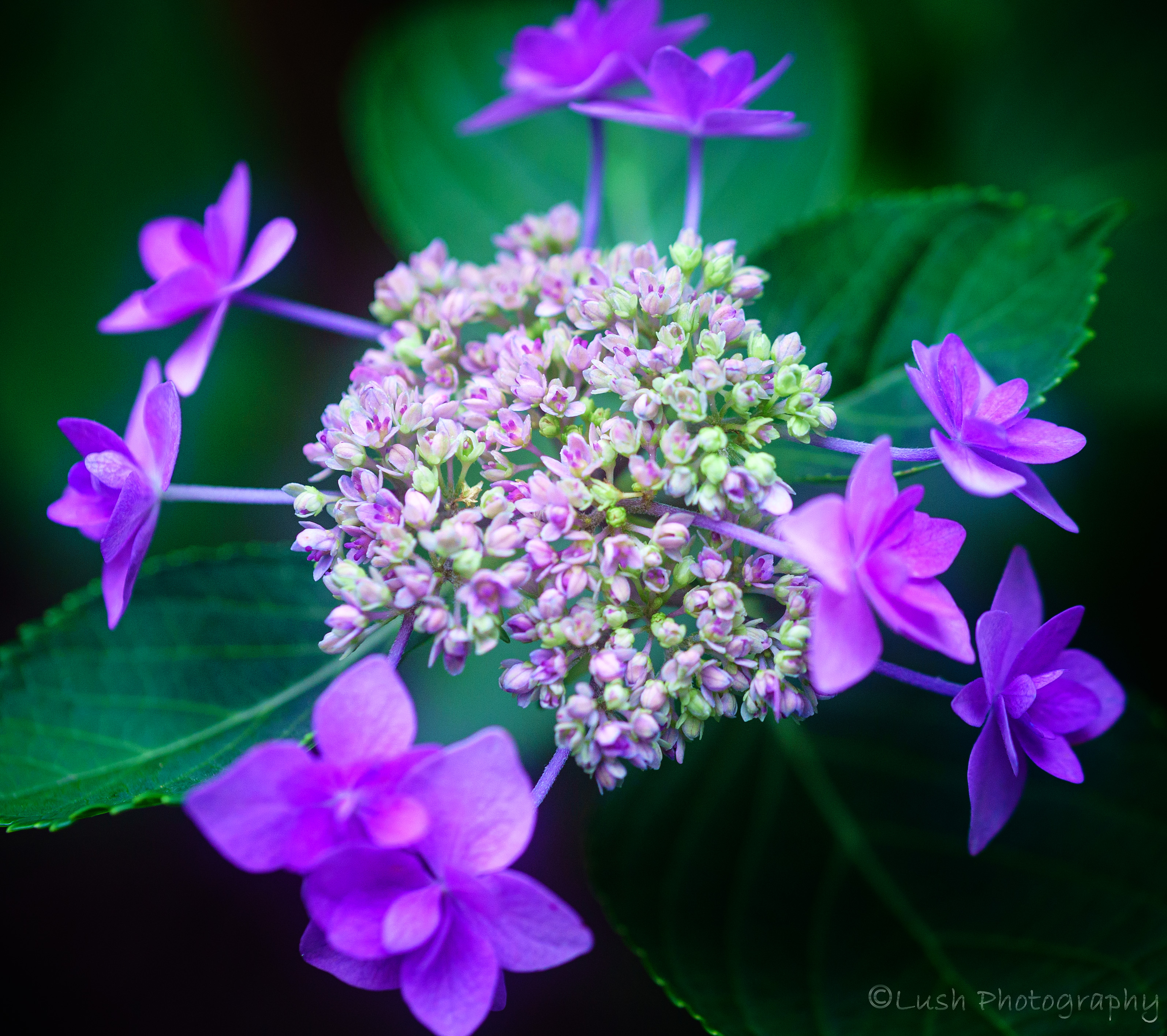 紫陽花・・・・