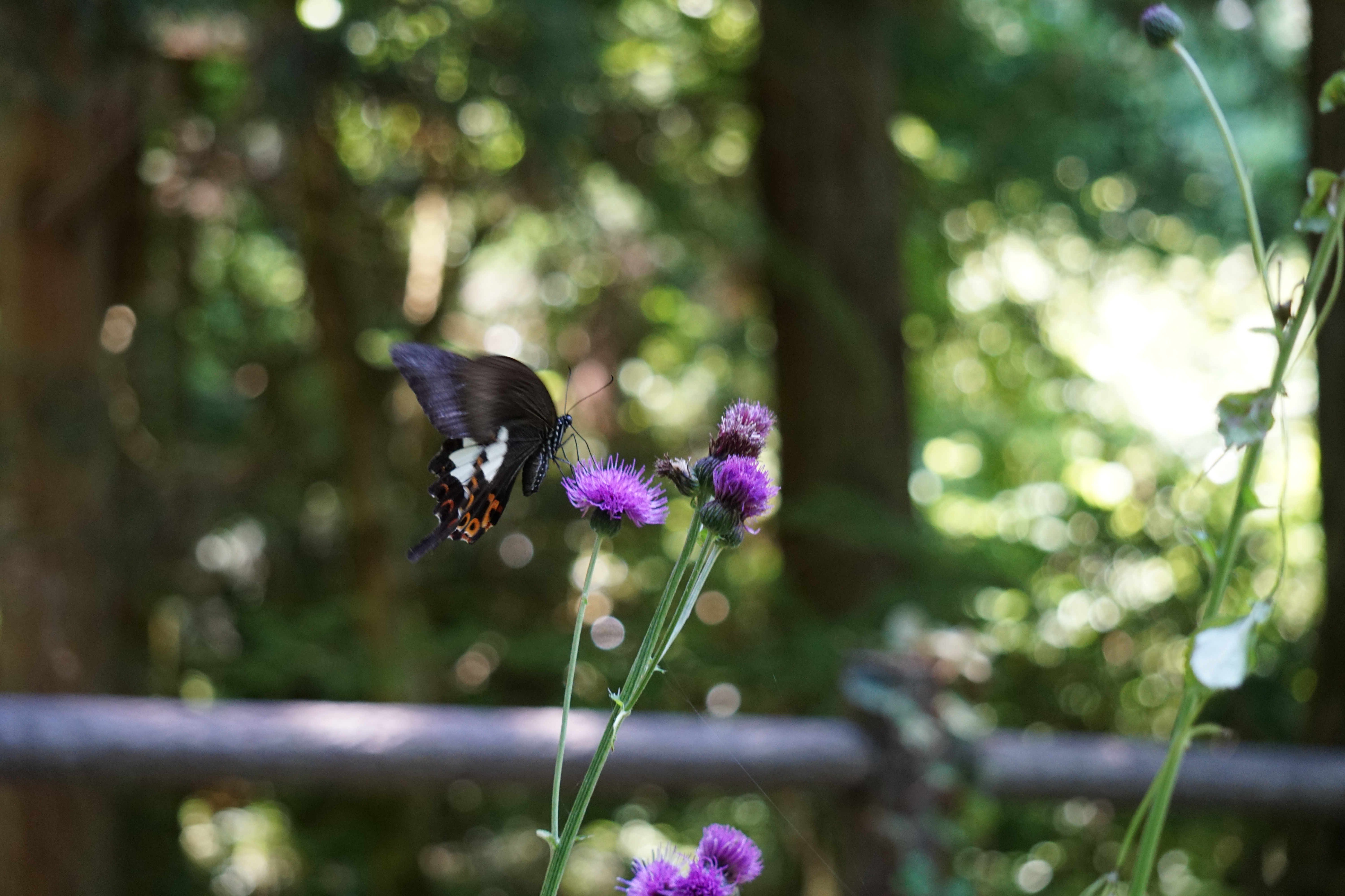 モンキアゲハ、花から花へ