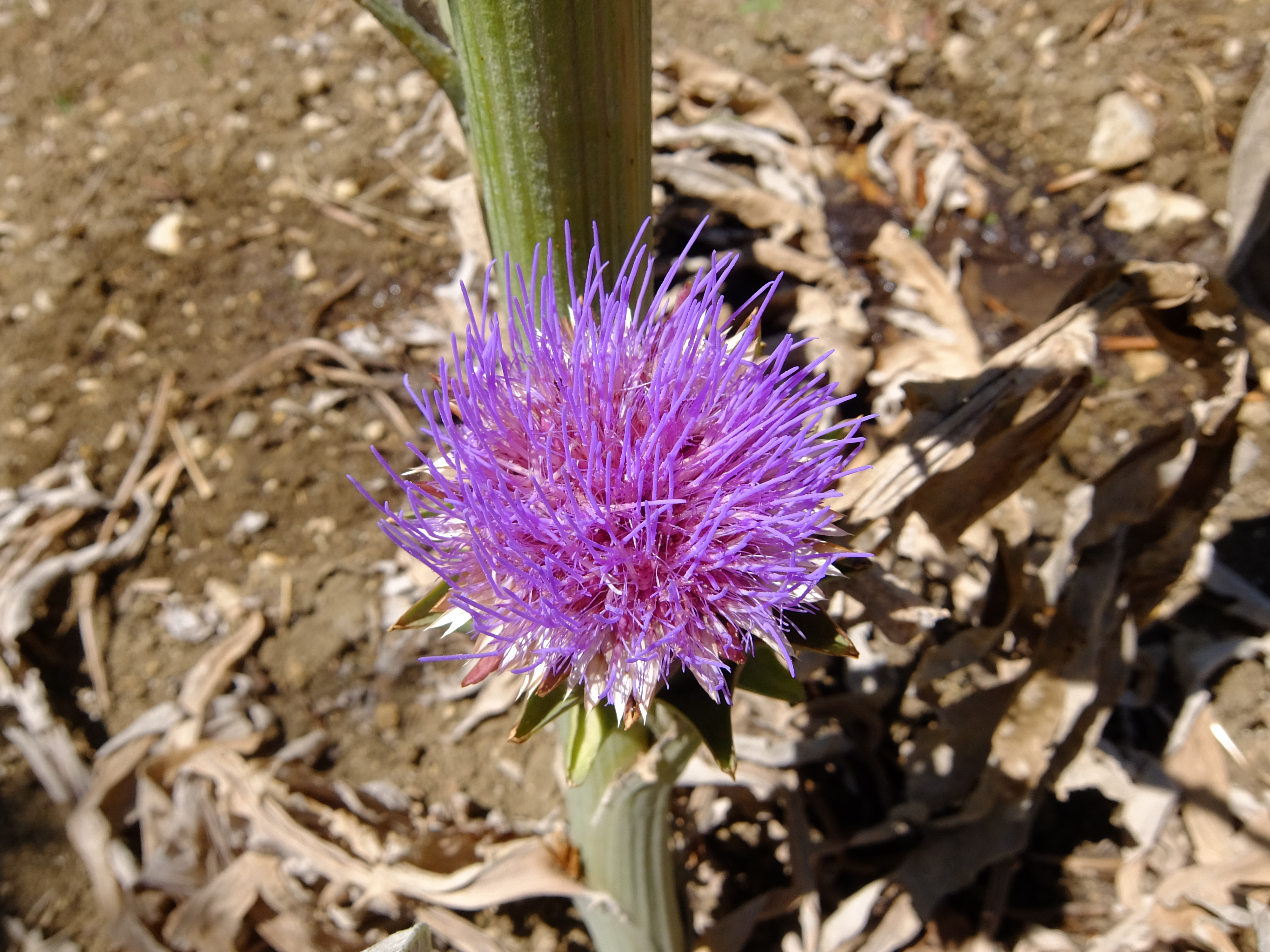アーティチョークの花・その2