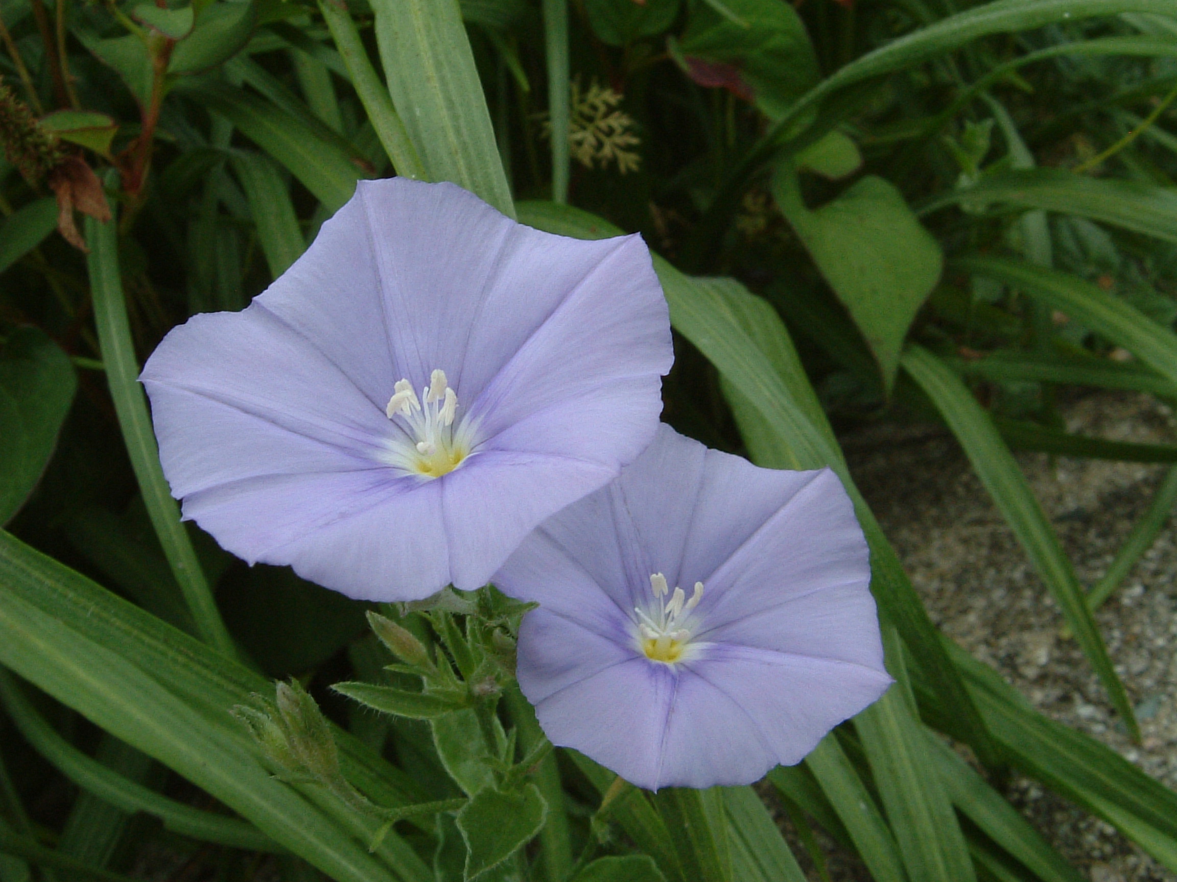 小花