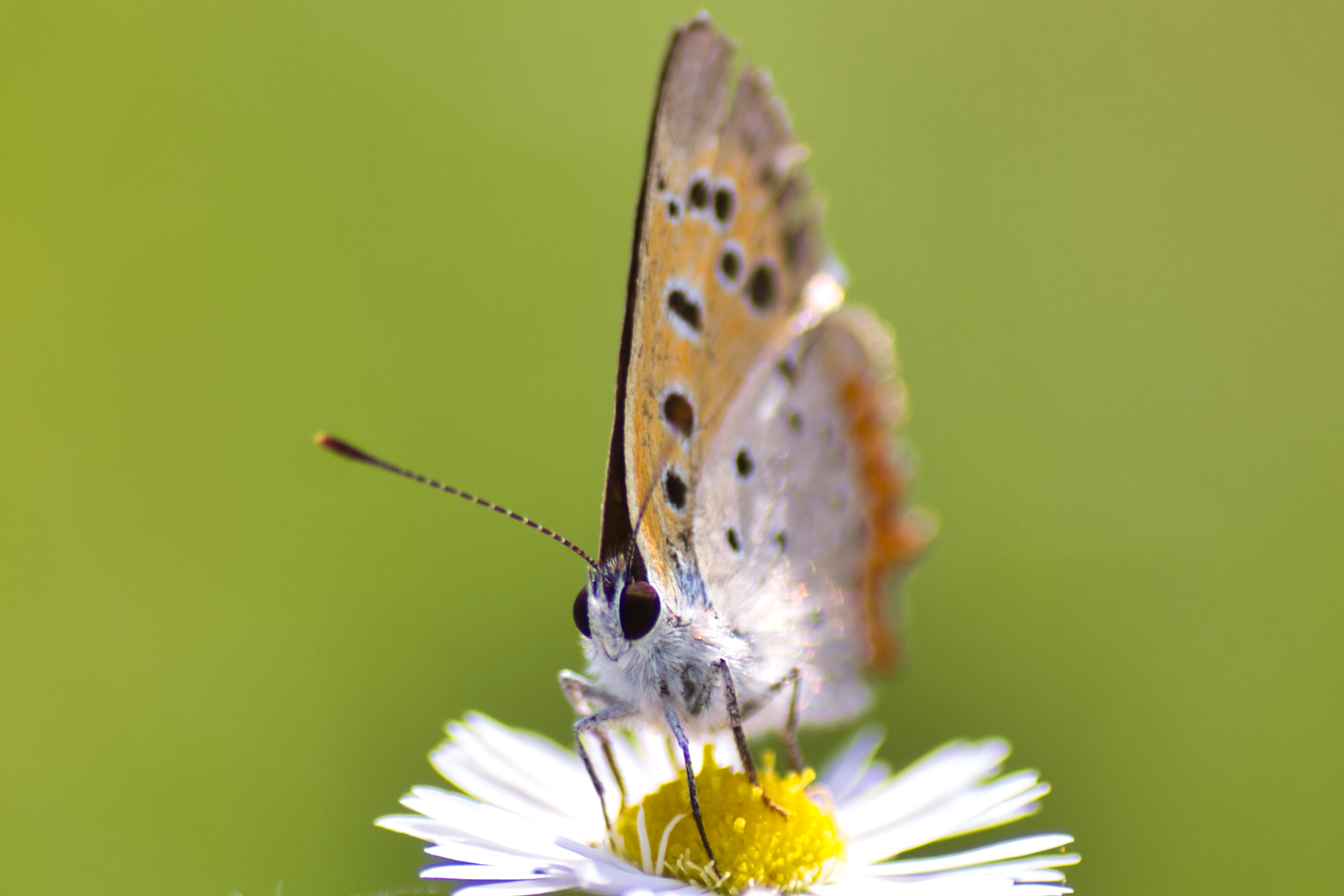 IMG_1802…Luminar 3….jpg