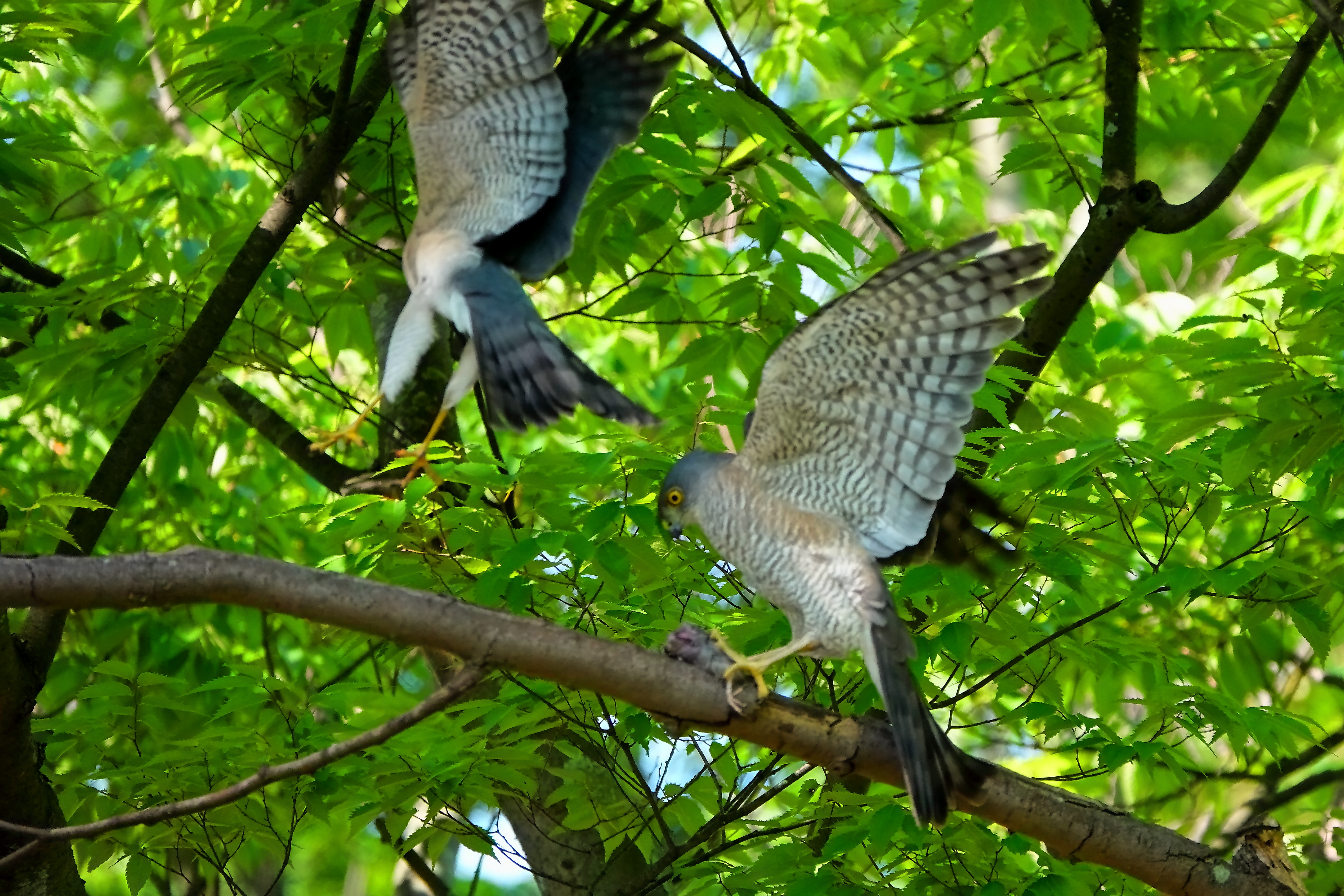 絆深し、餌渡し成功!