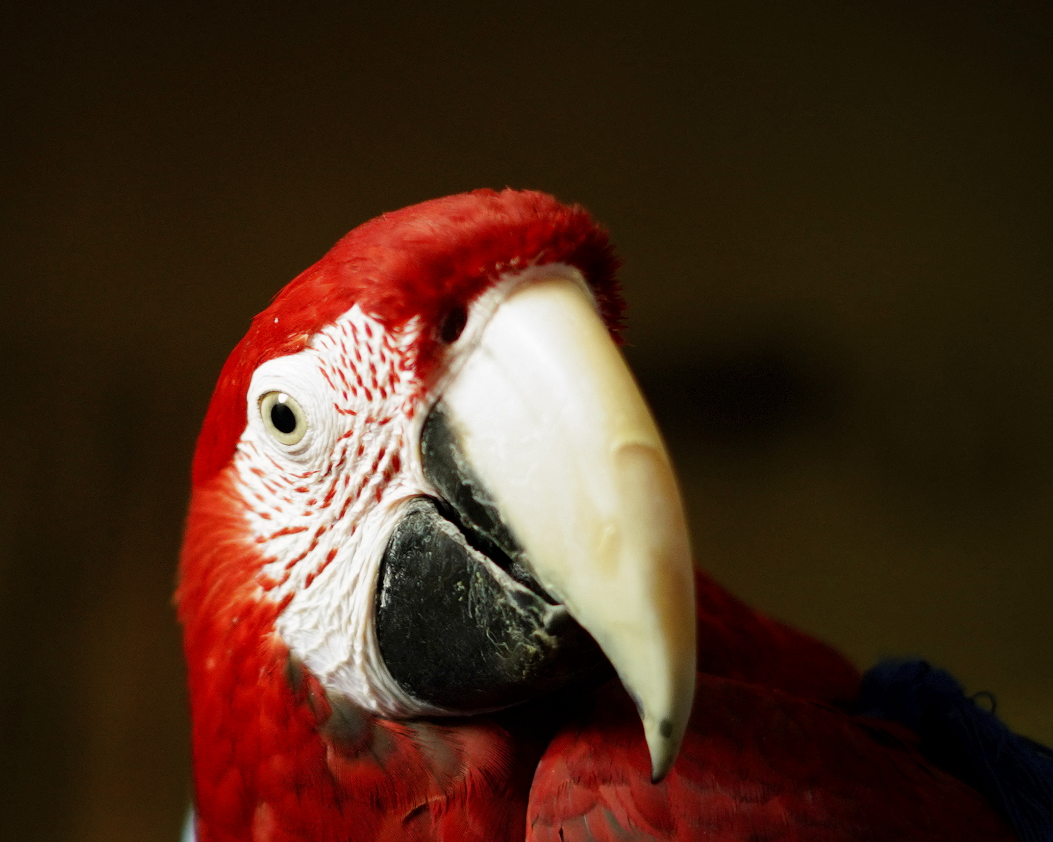 野鳥撮影に行けません
