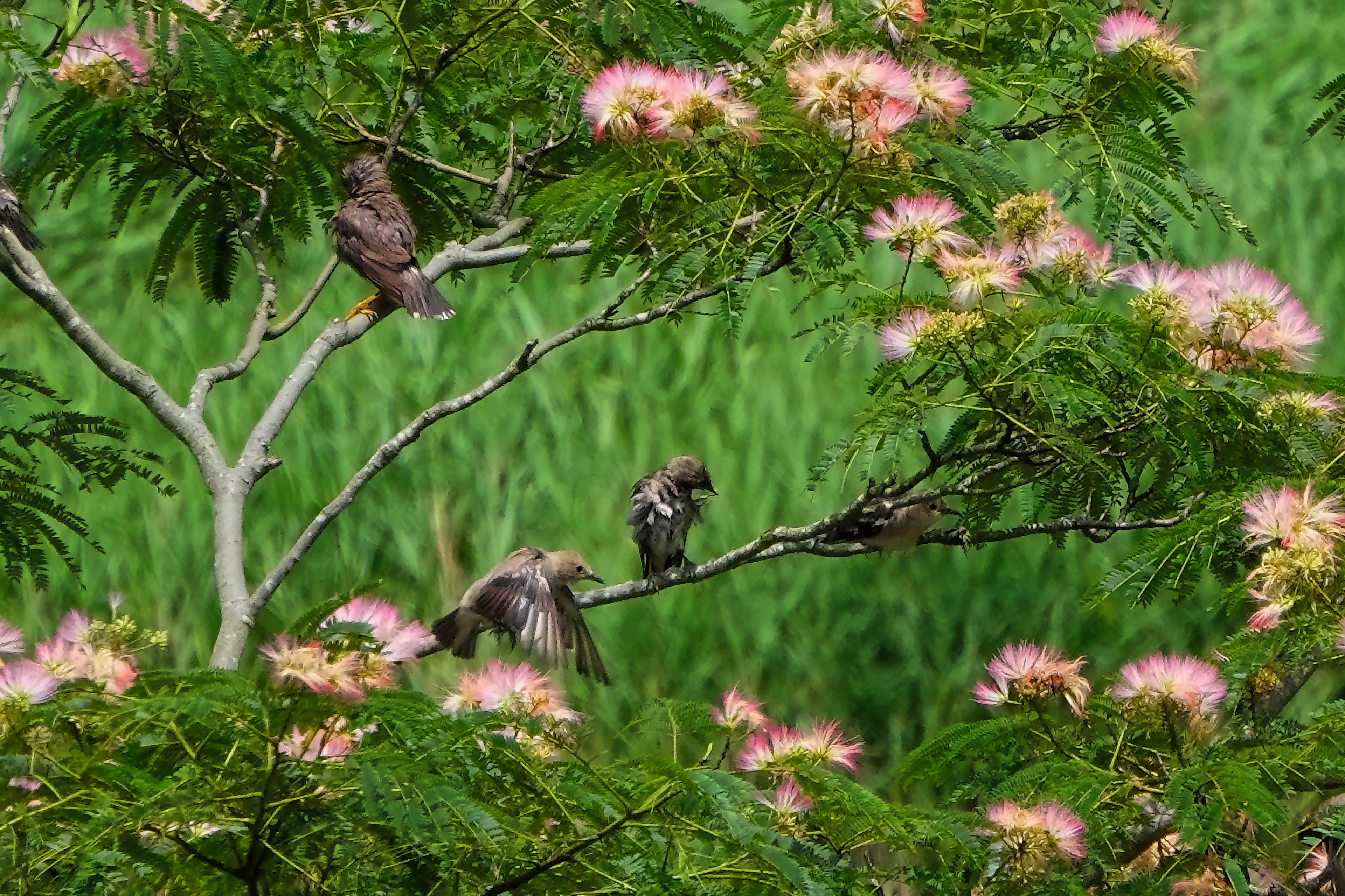 合歓木にコムクドリ