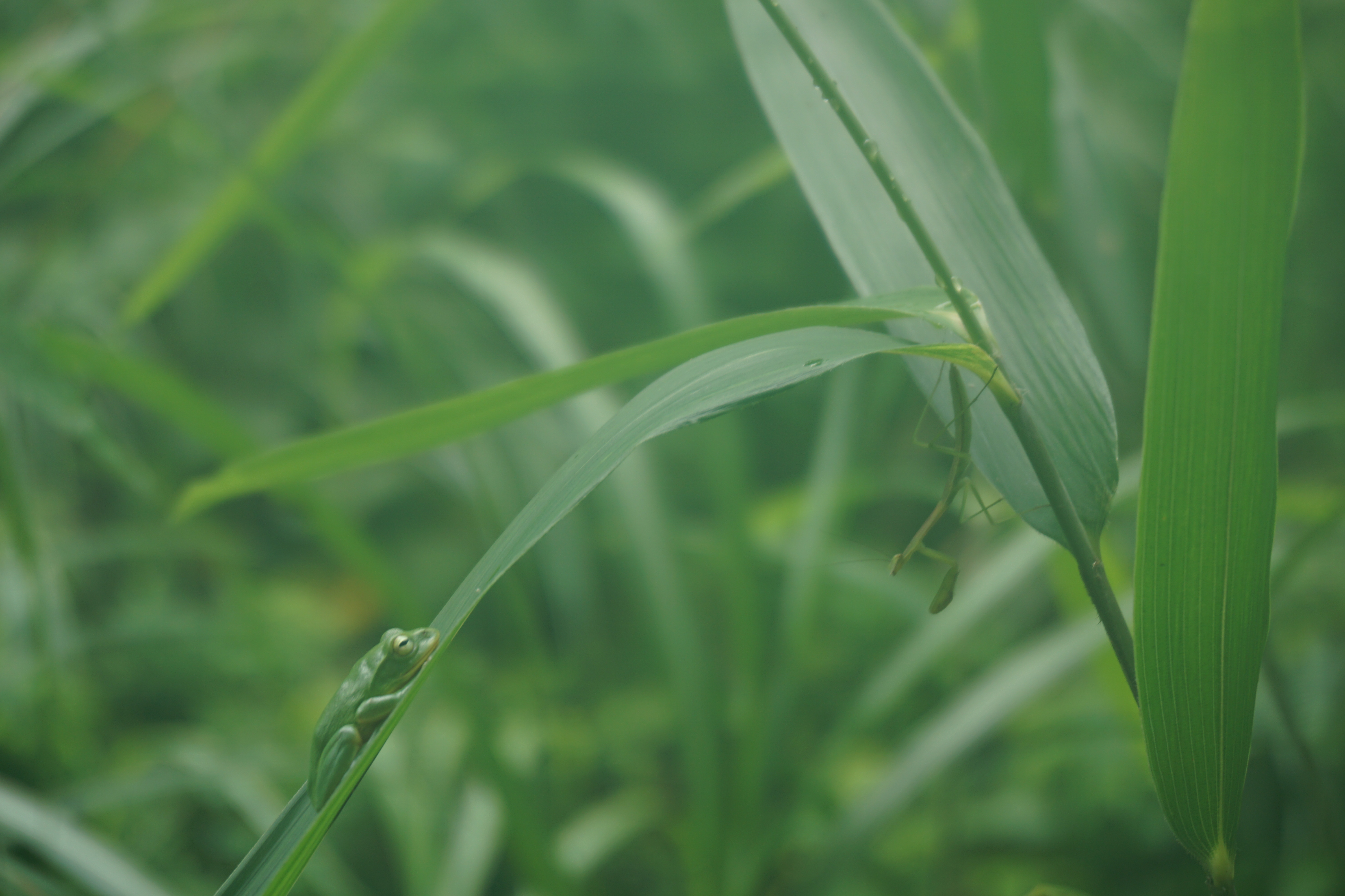 カエルがカマキリを狙う!!