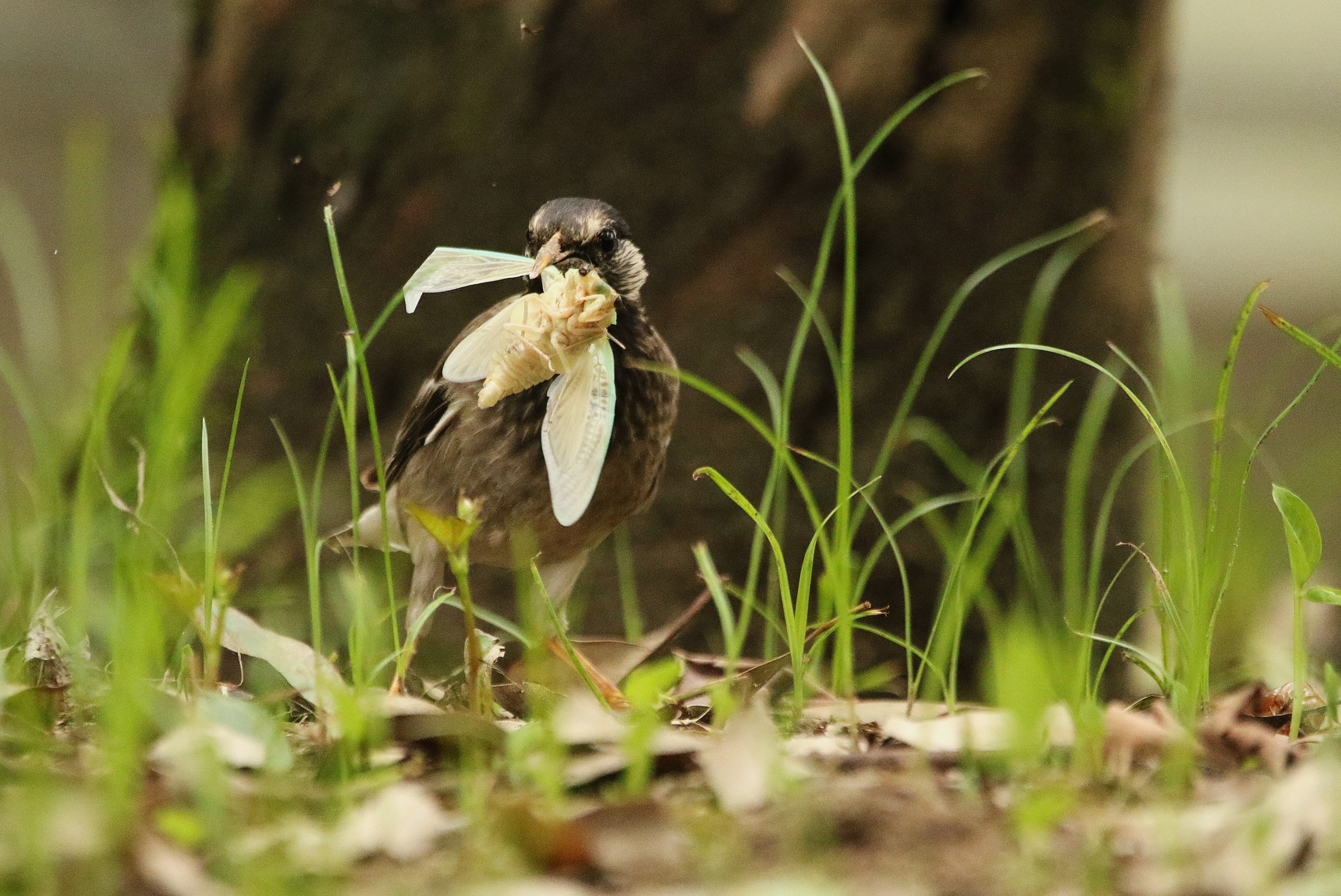 ムク鳥 羽化したばかりのセミの幼虫を捕食。