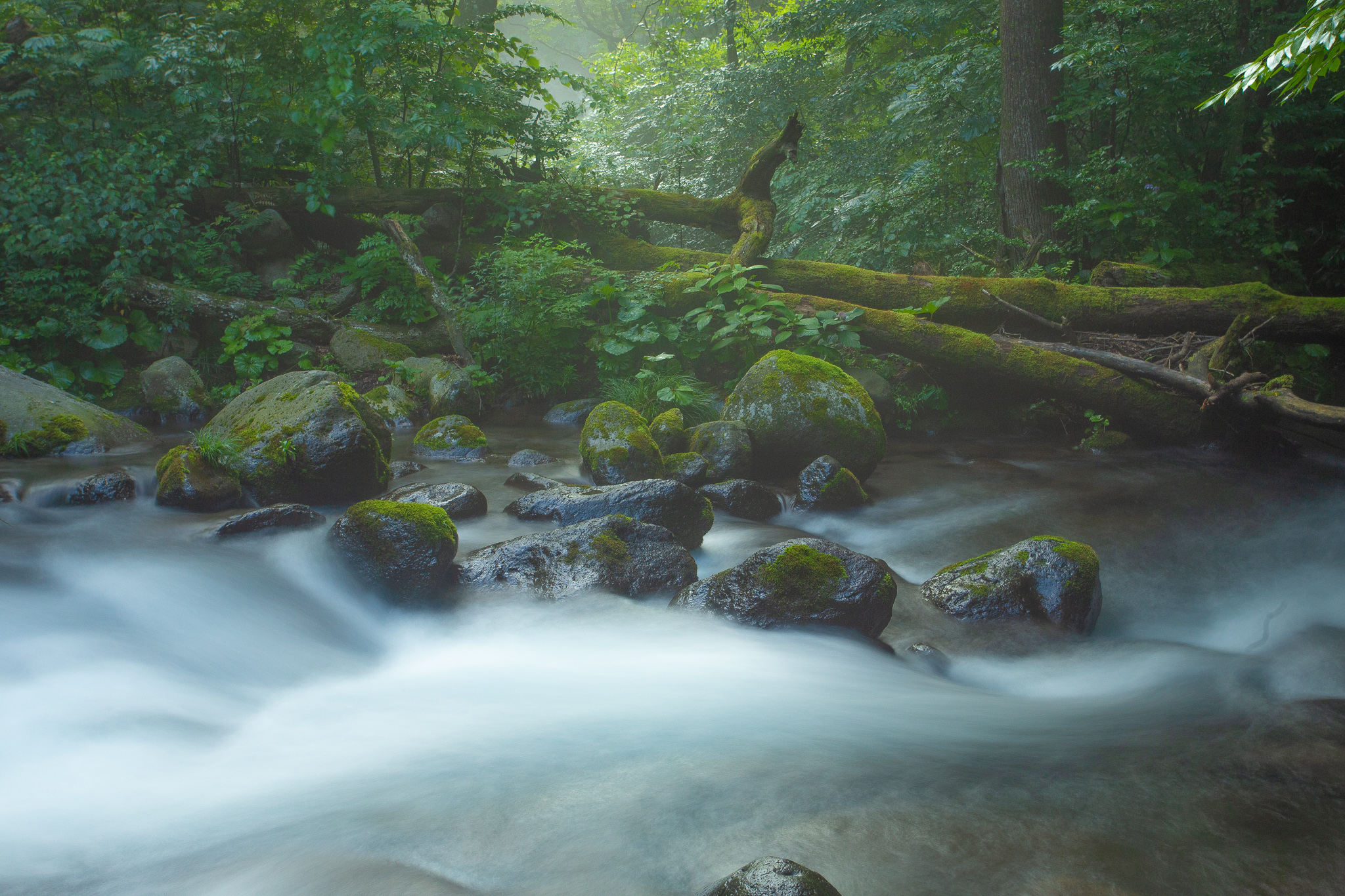 塩谷の渓流 1