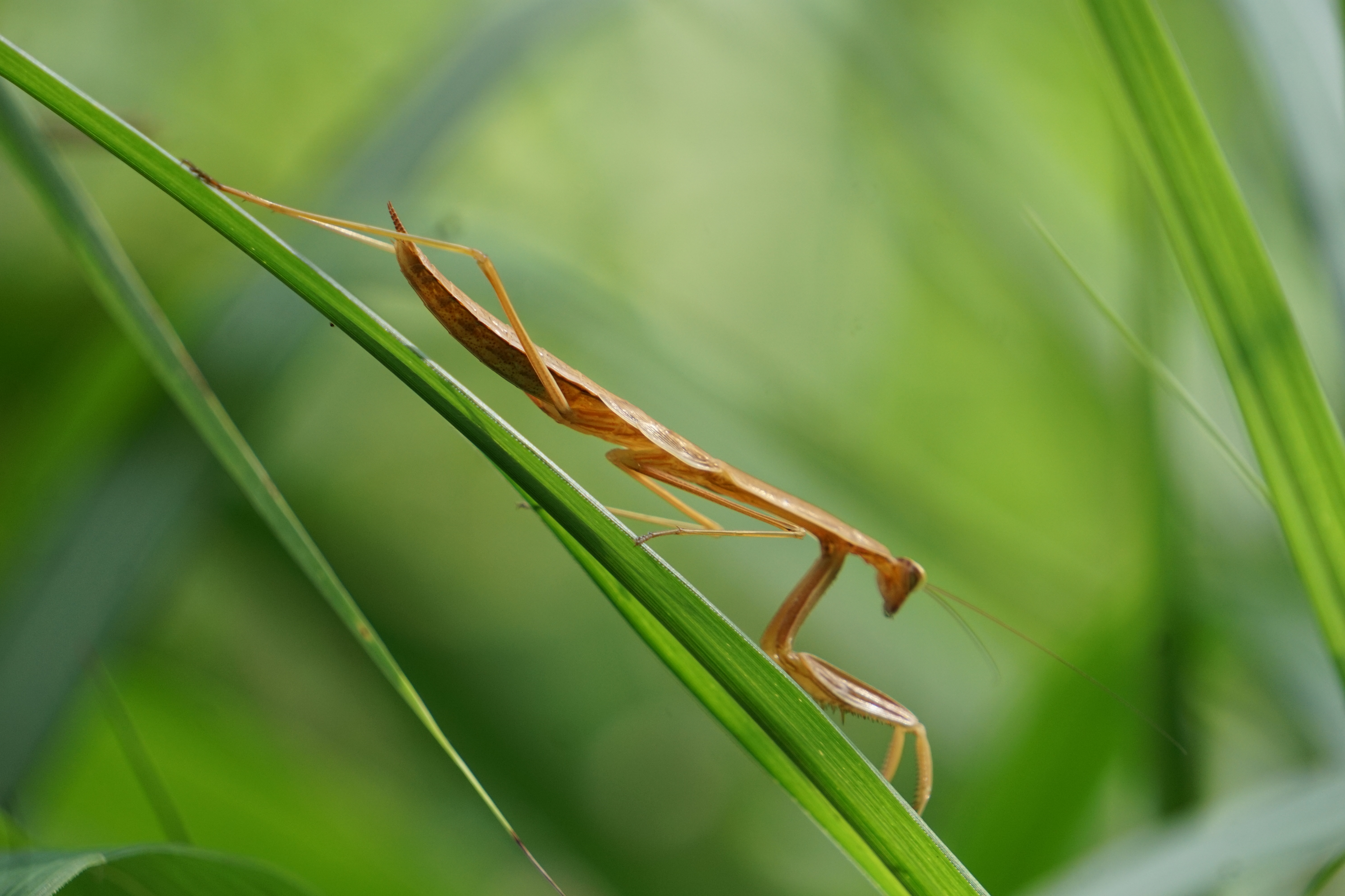 カマキリ