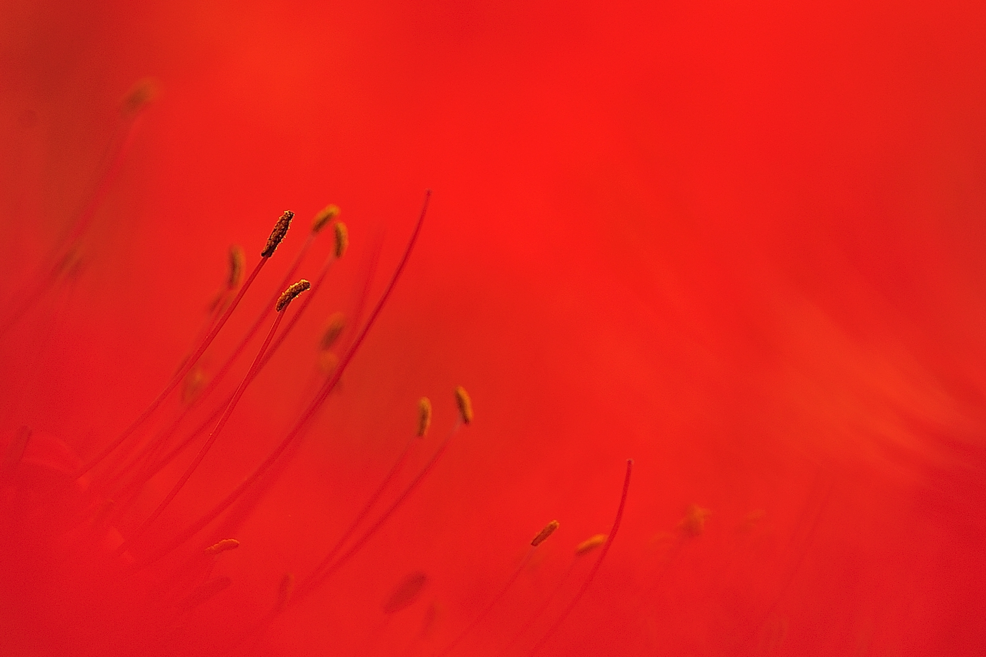 赤い花は曼殊沙華