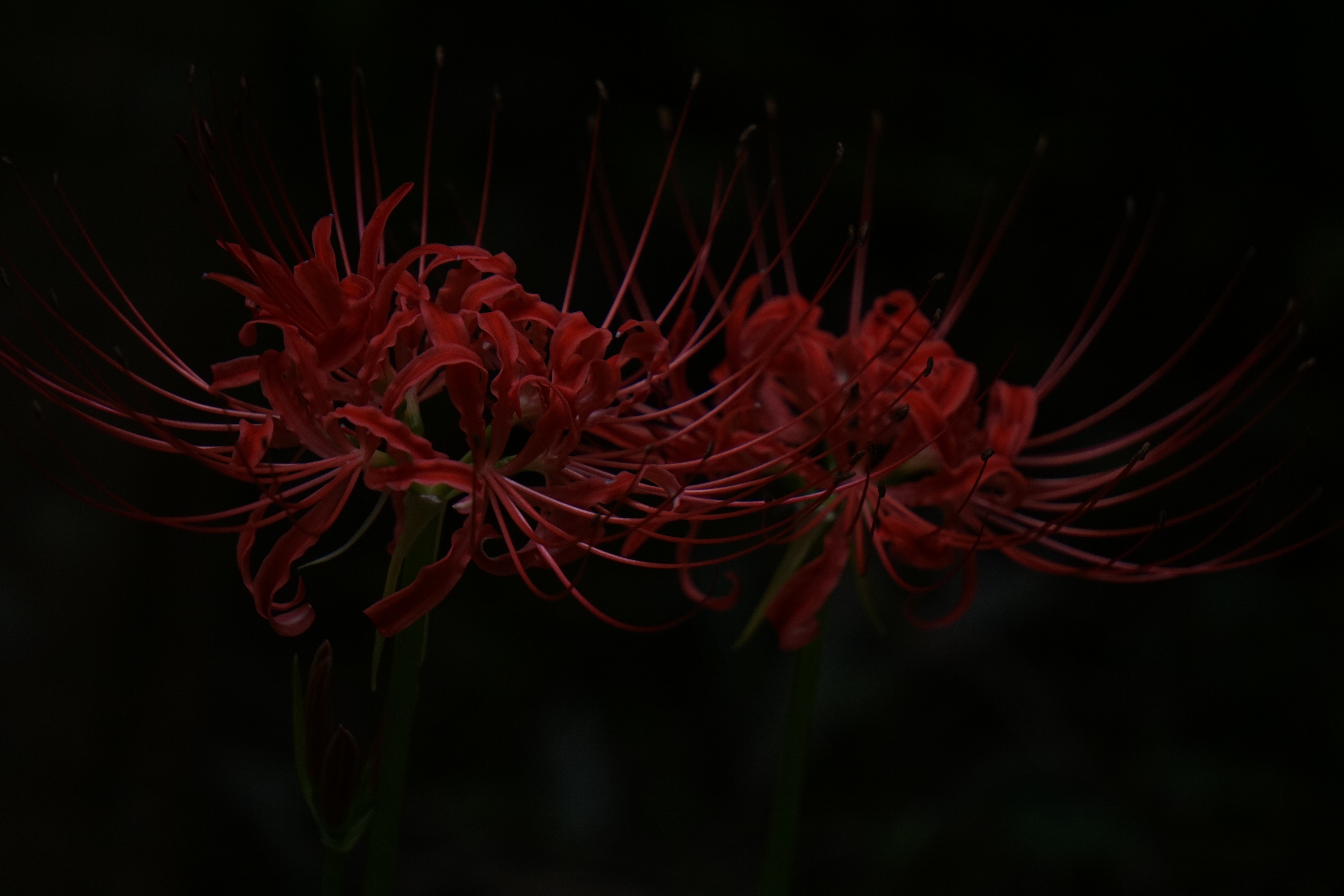 夜の彼岸花