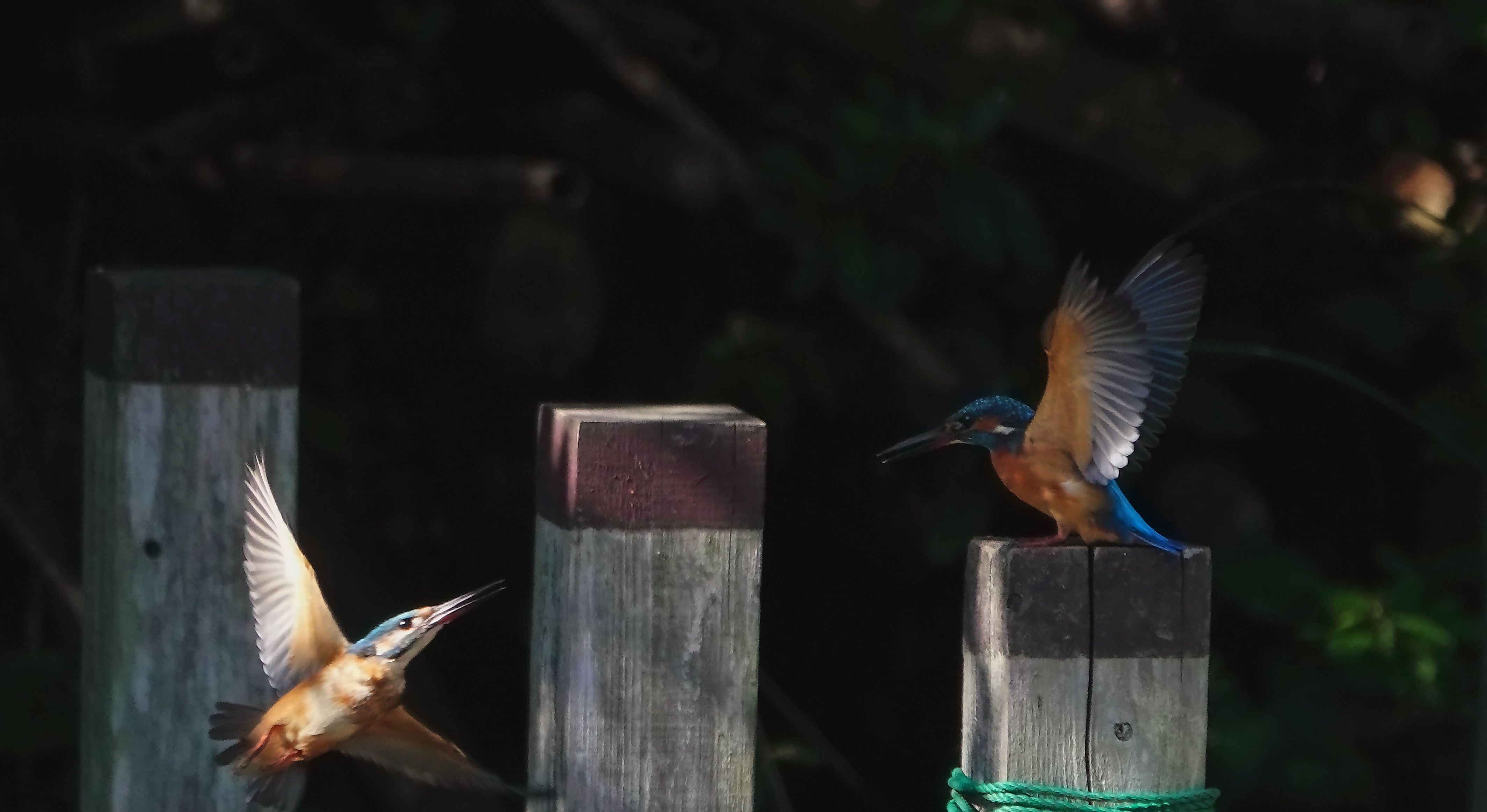 飛び掛る雌の幼鳥
