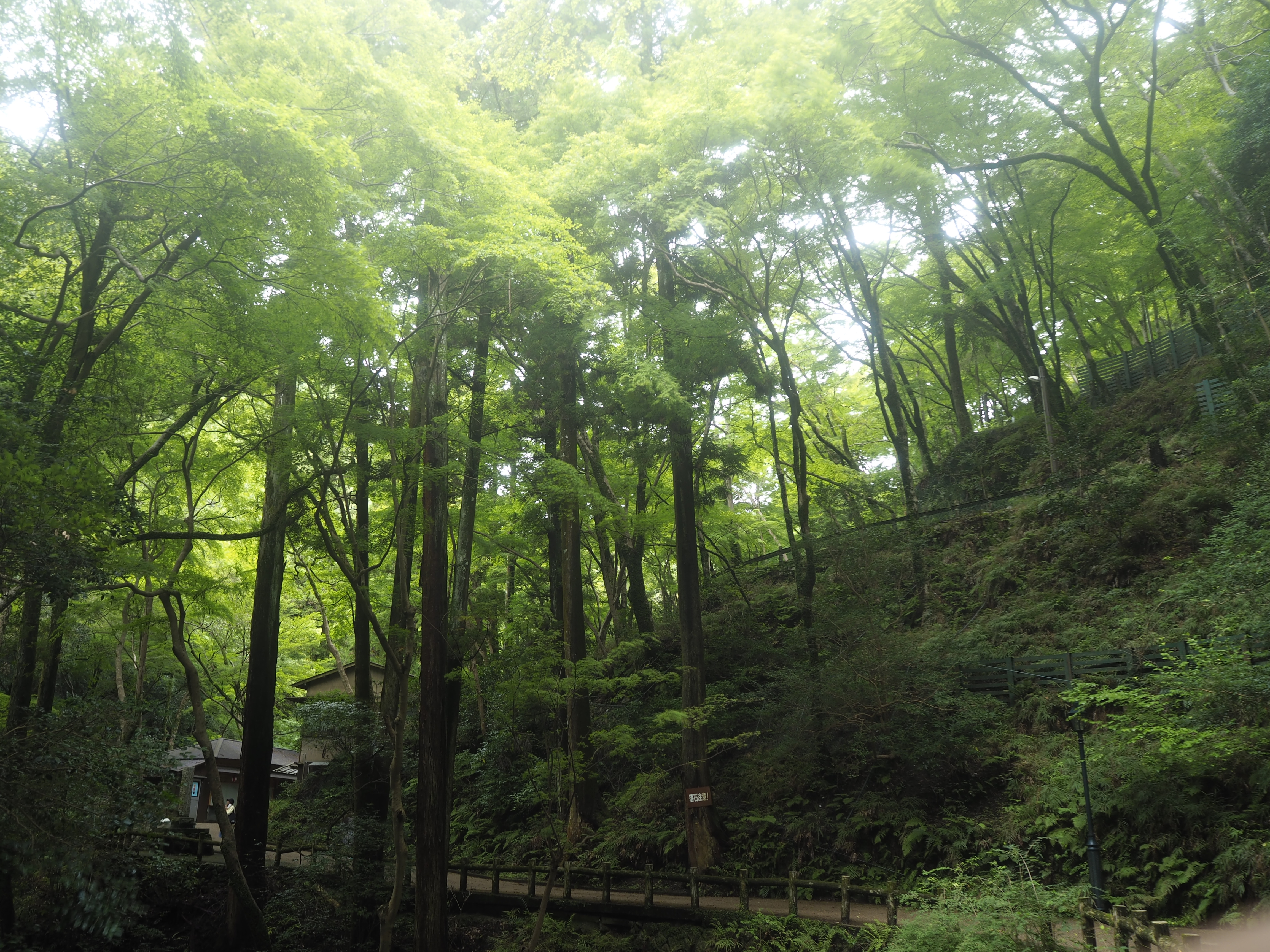 湿気の香りが漂う、雨の後に。