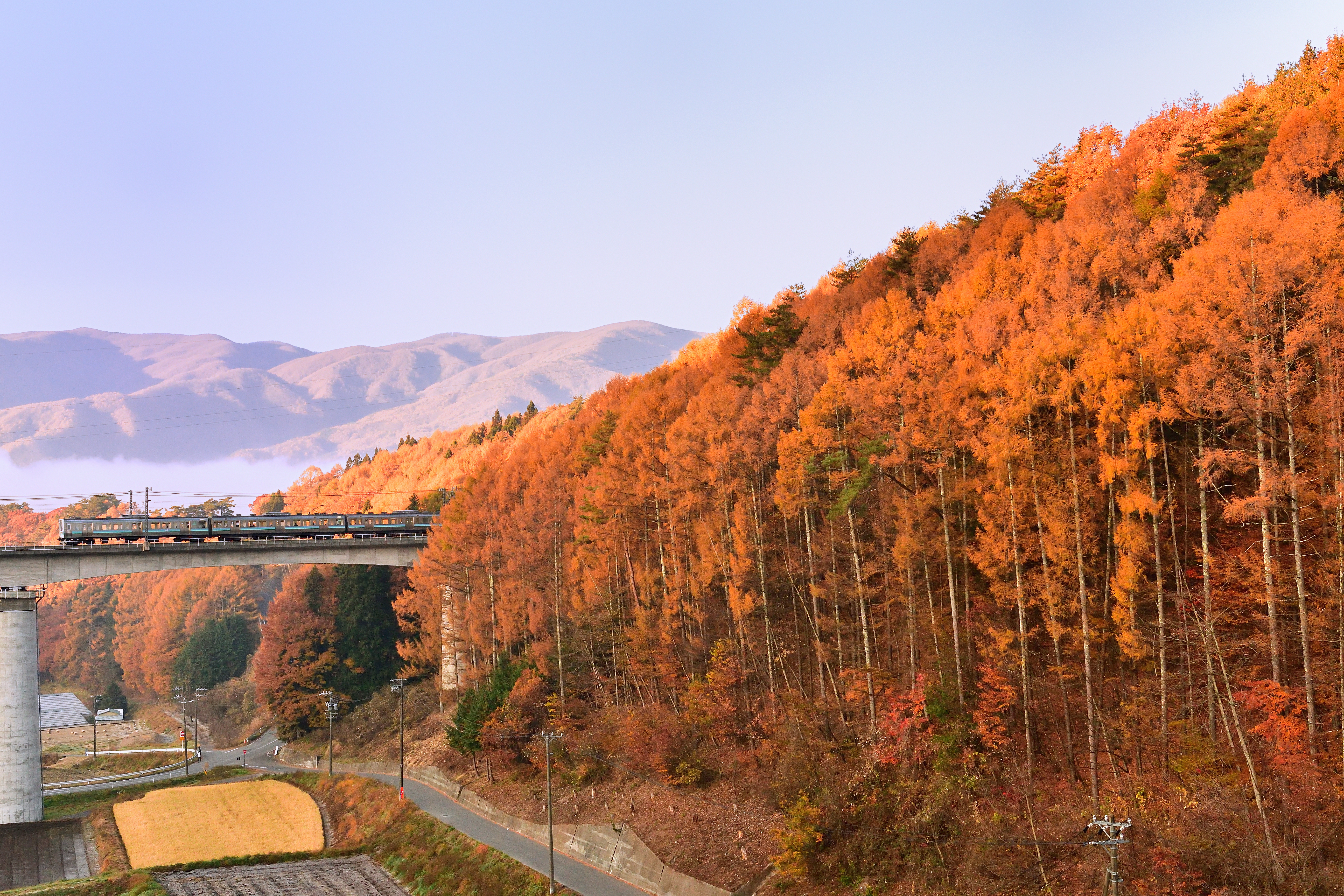 紅葉真っ盛り①