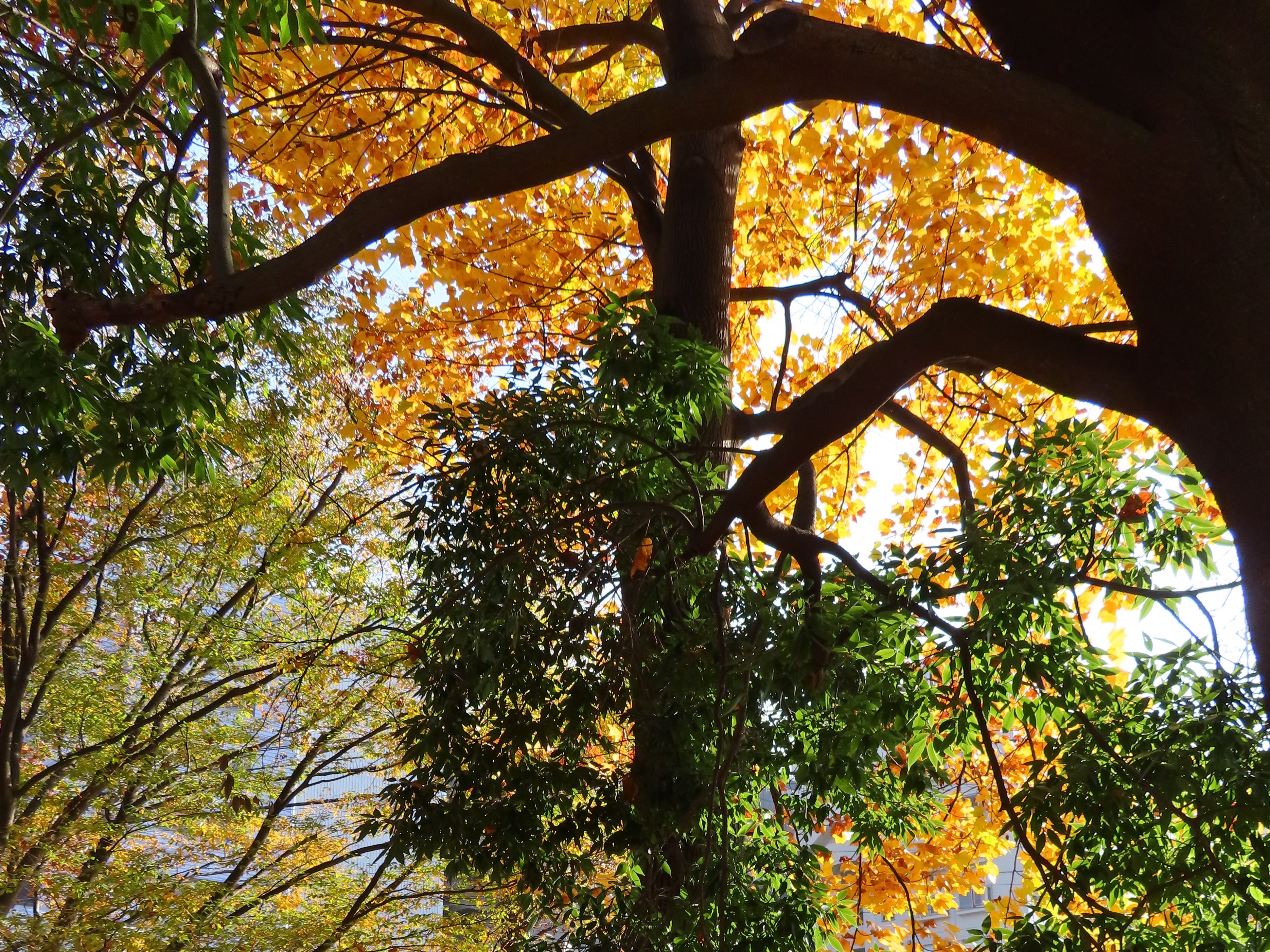 紅葉|いちょう