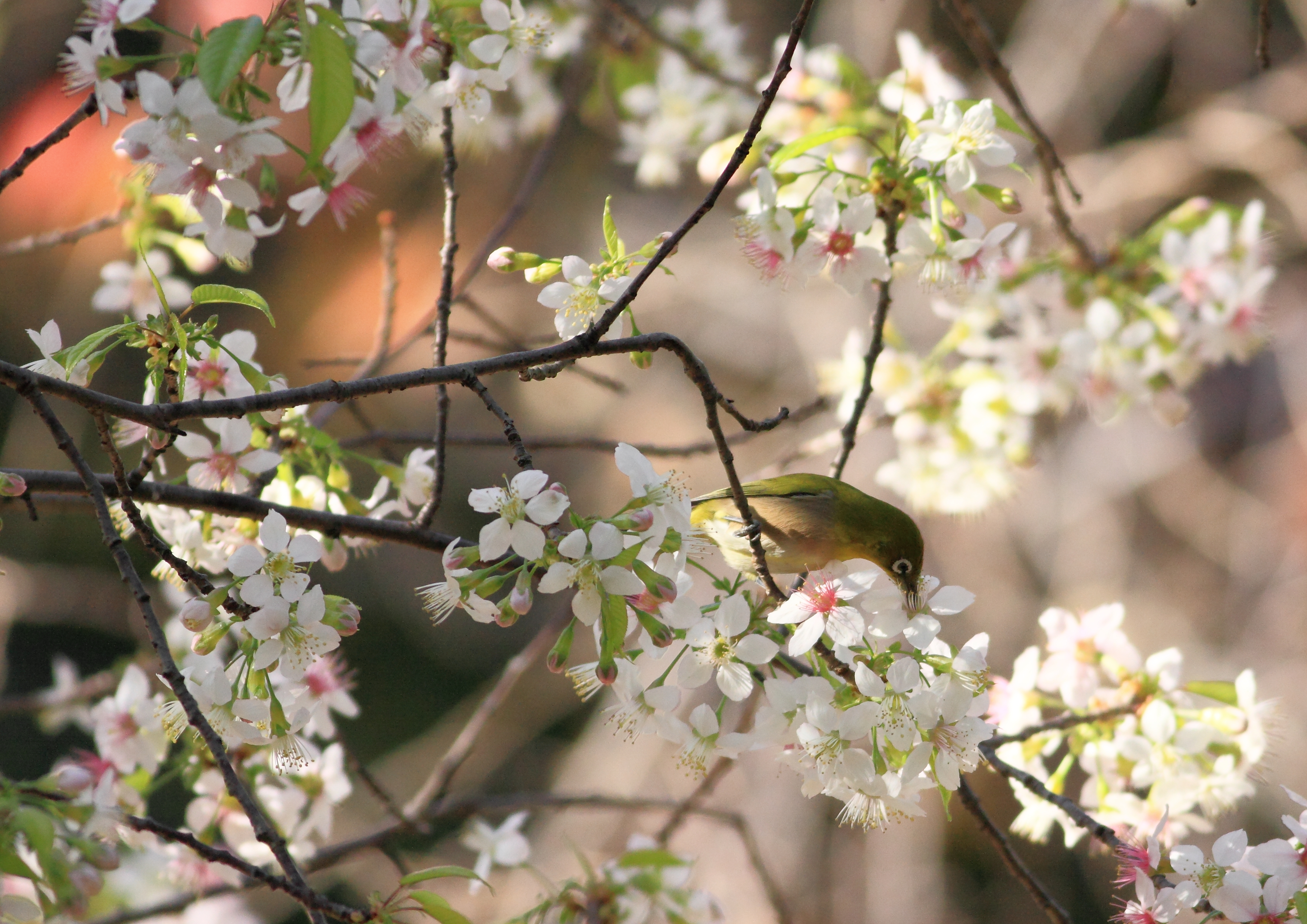 秋桜にメジロ