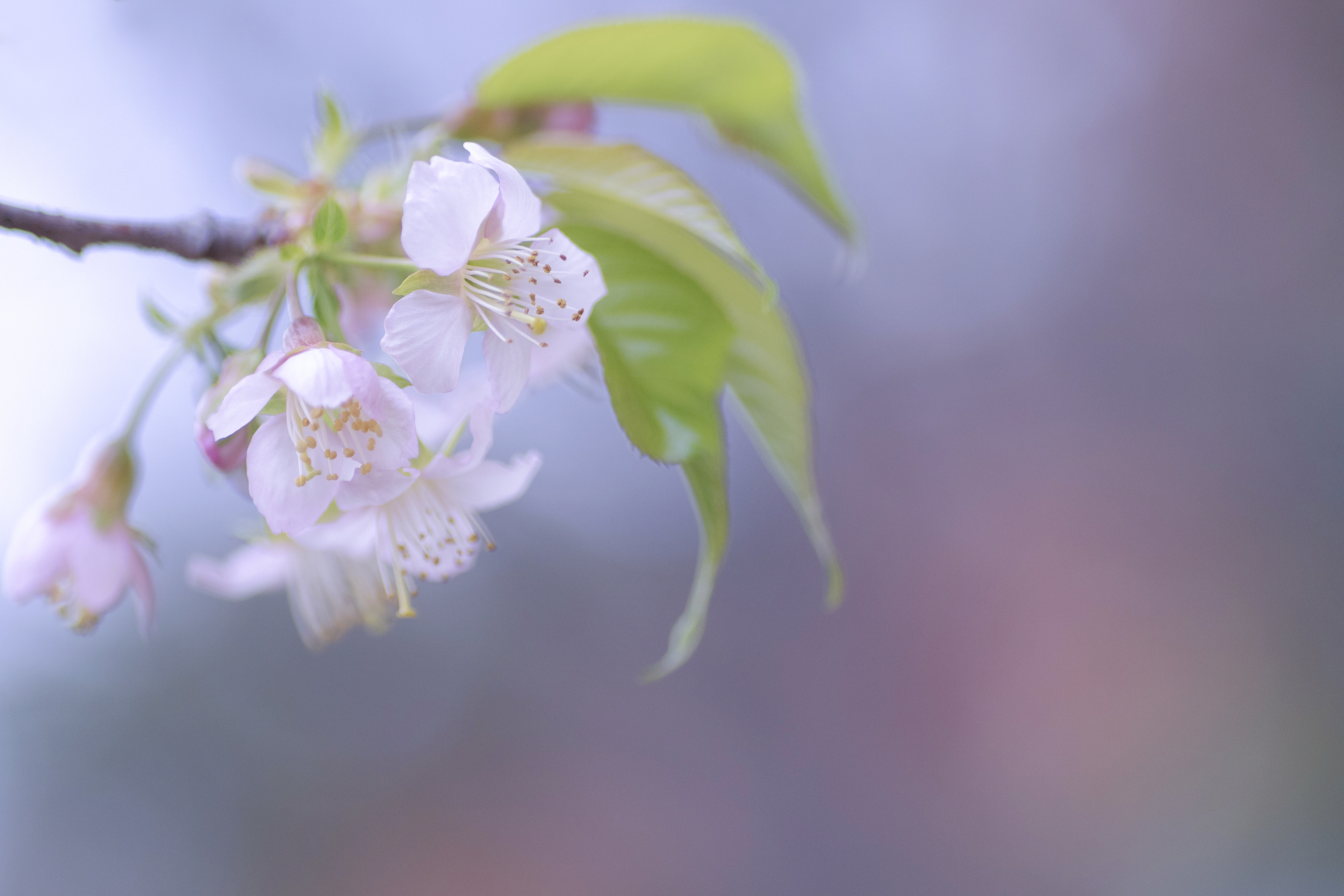 冬の桜