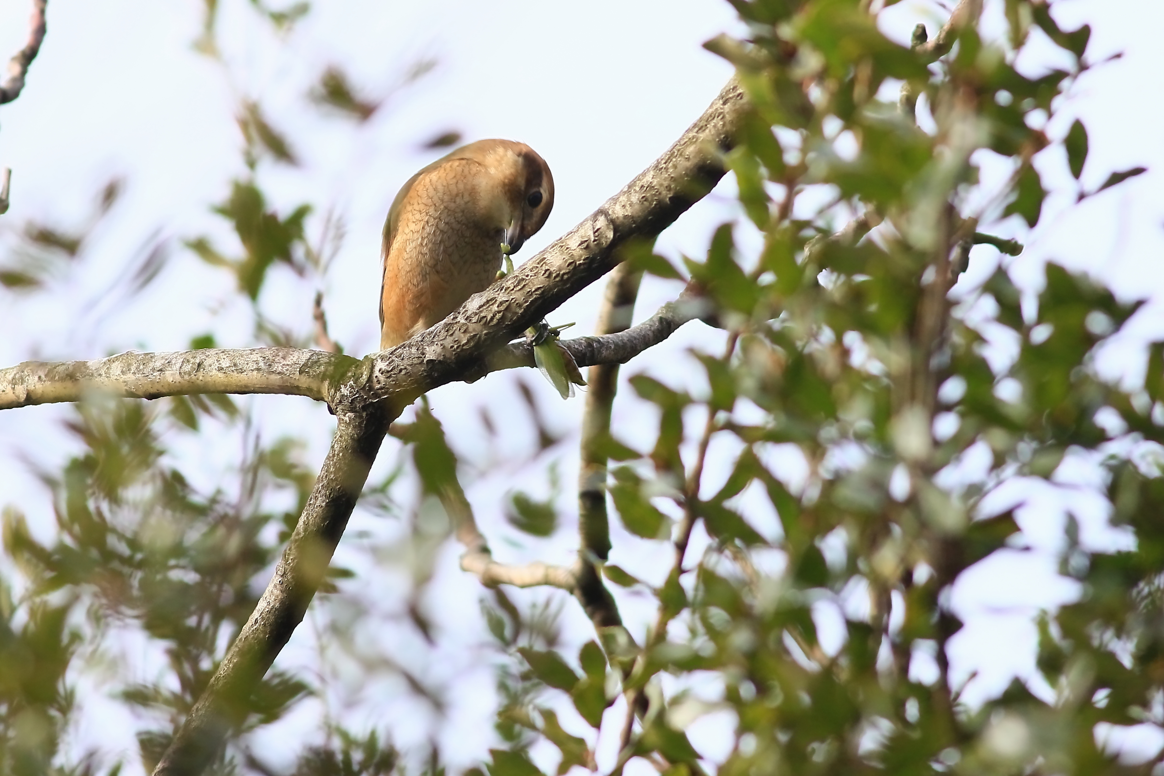 カマキリの頭を咥える