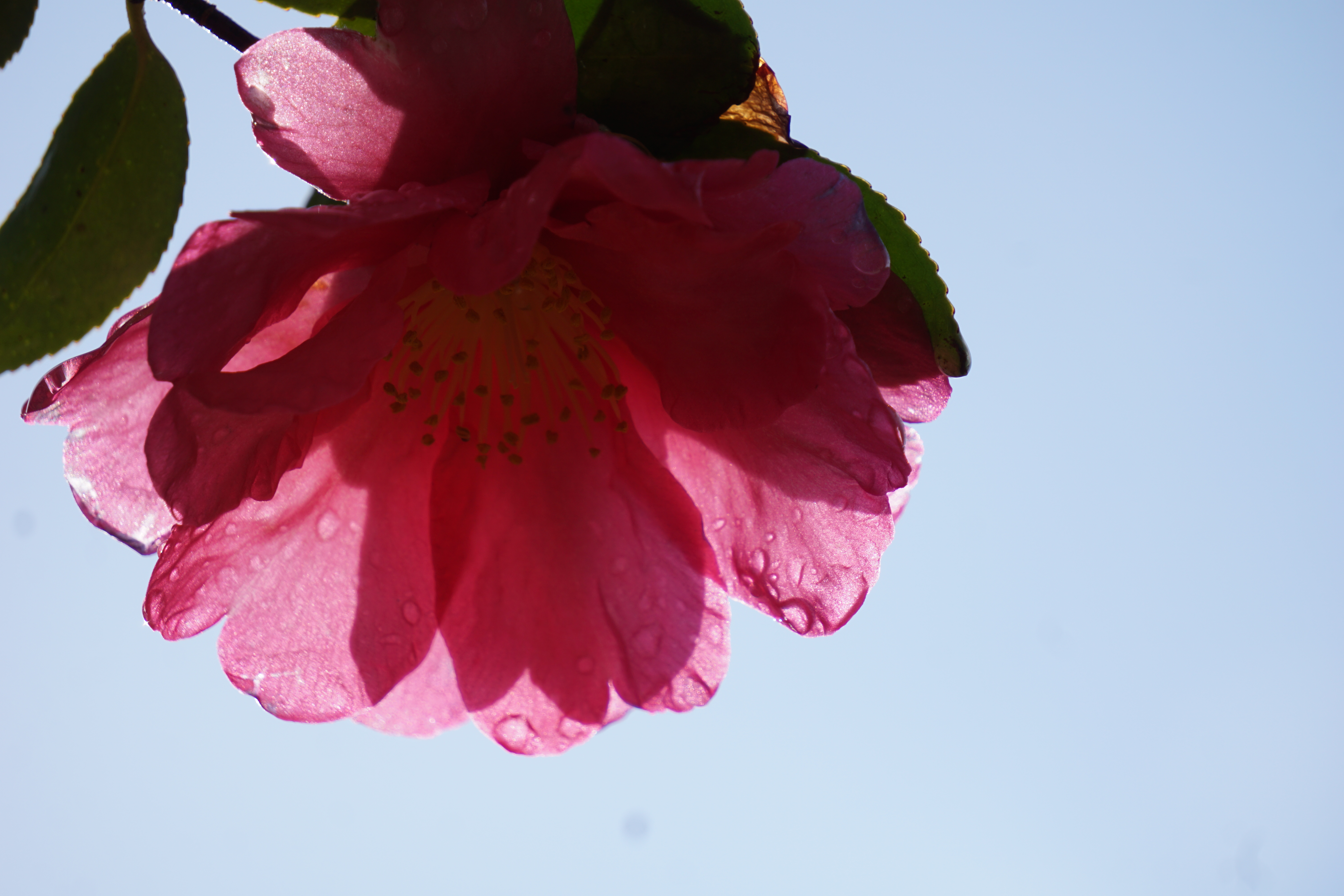 雨上がりの山茶花