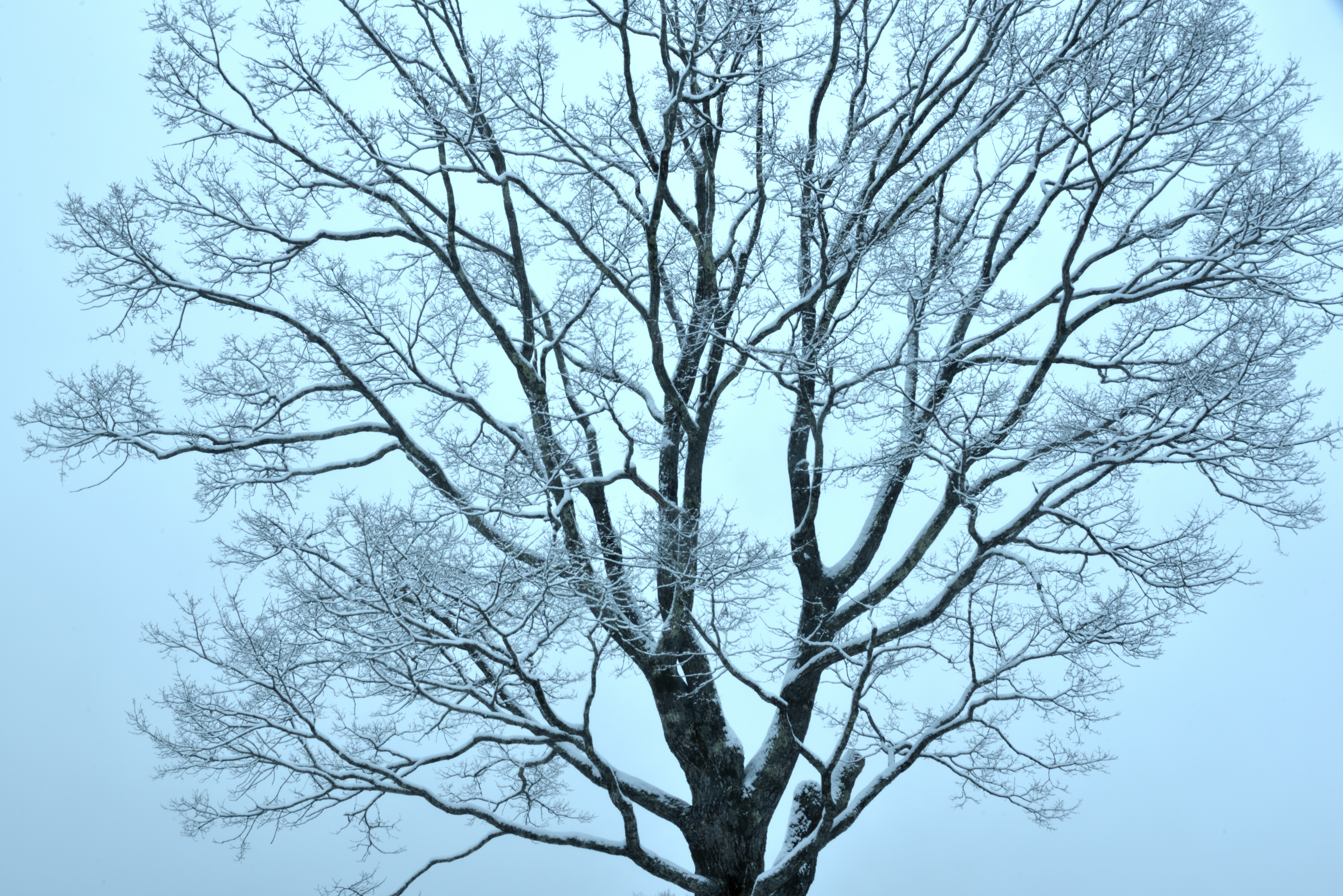 雪の花