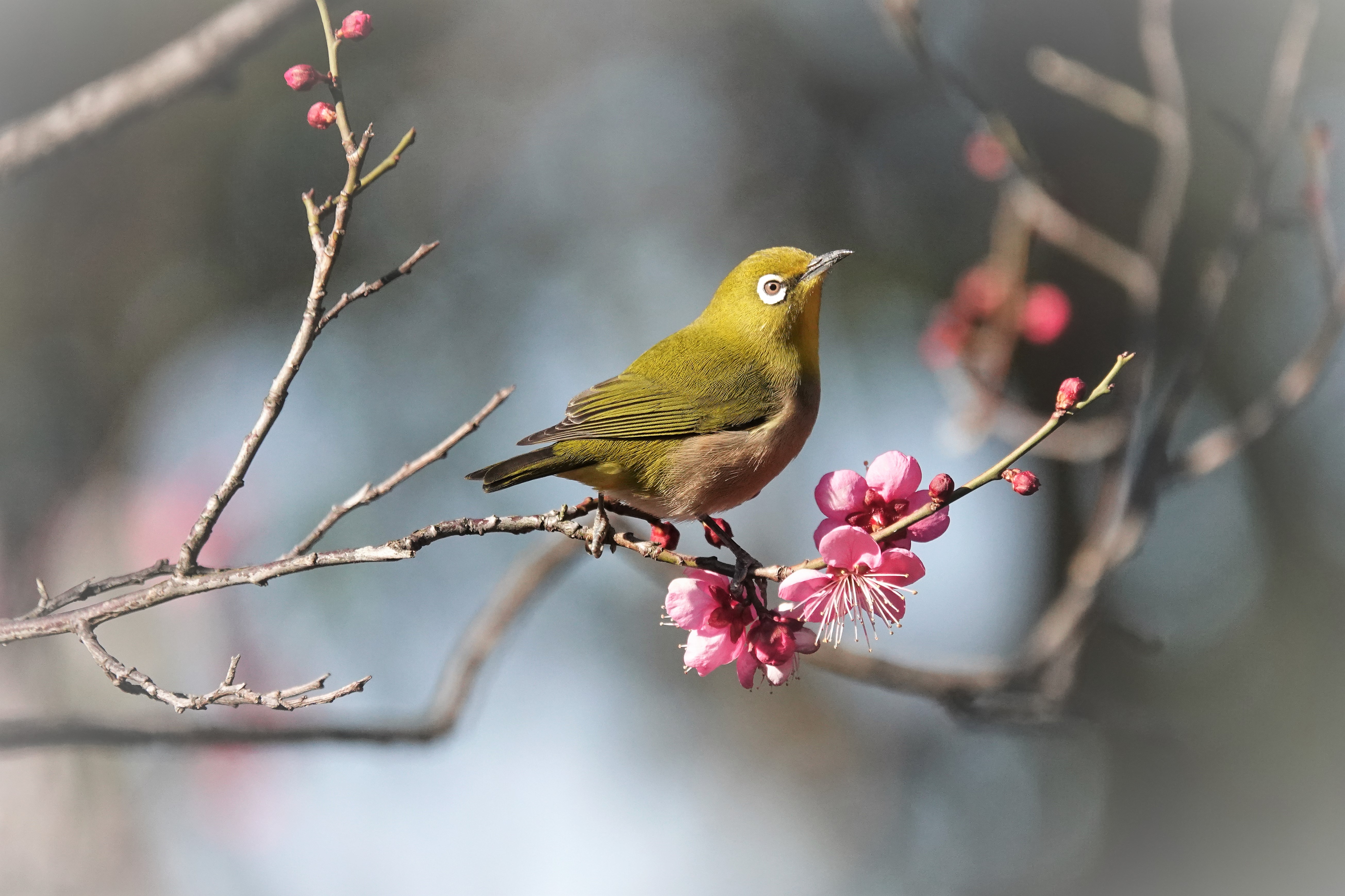 春よ~(^^♪