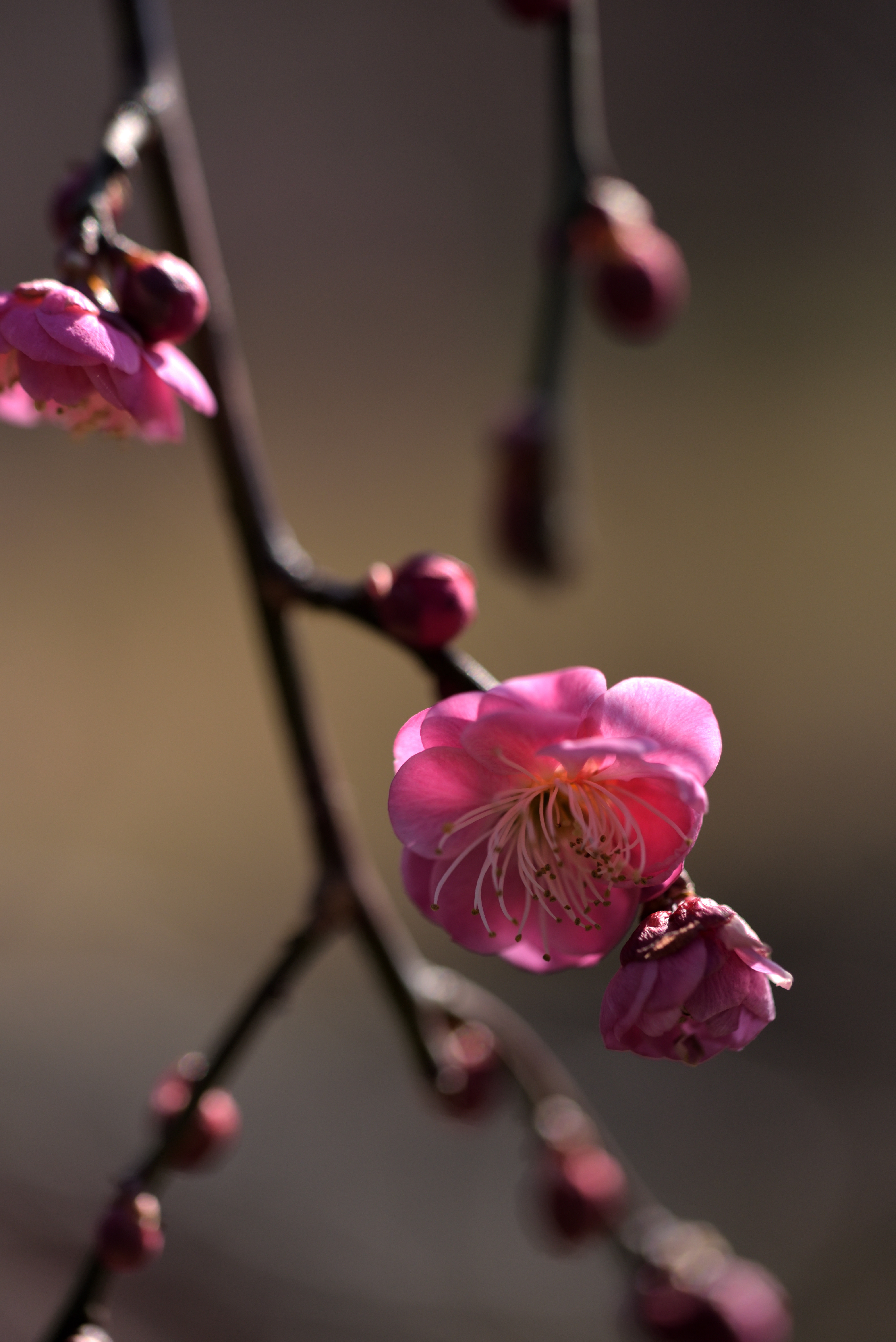 梅花Ⅰ
