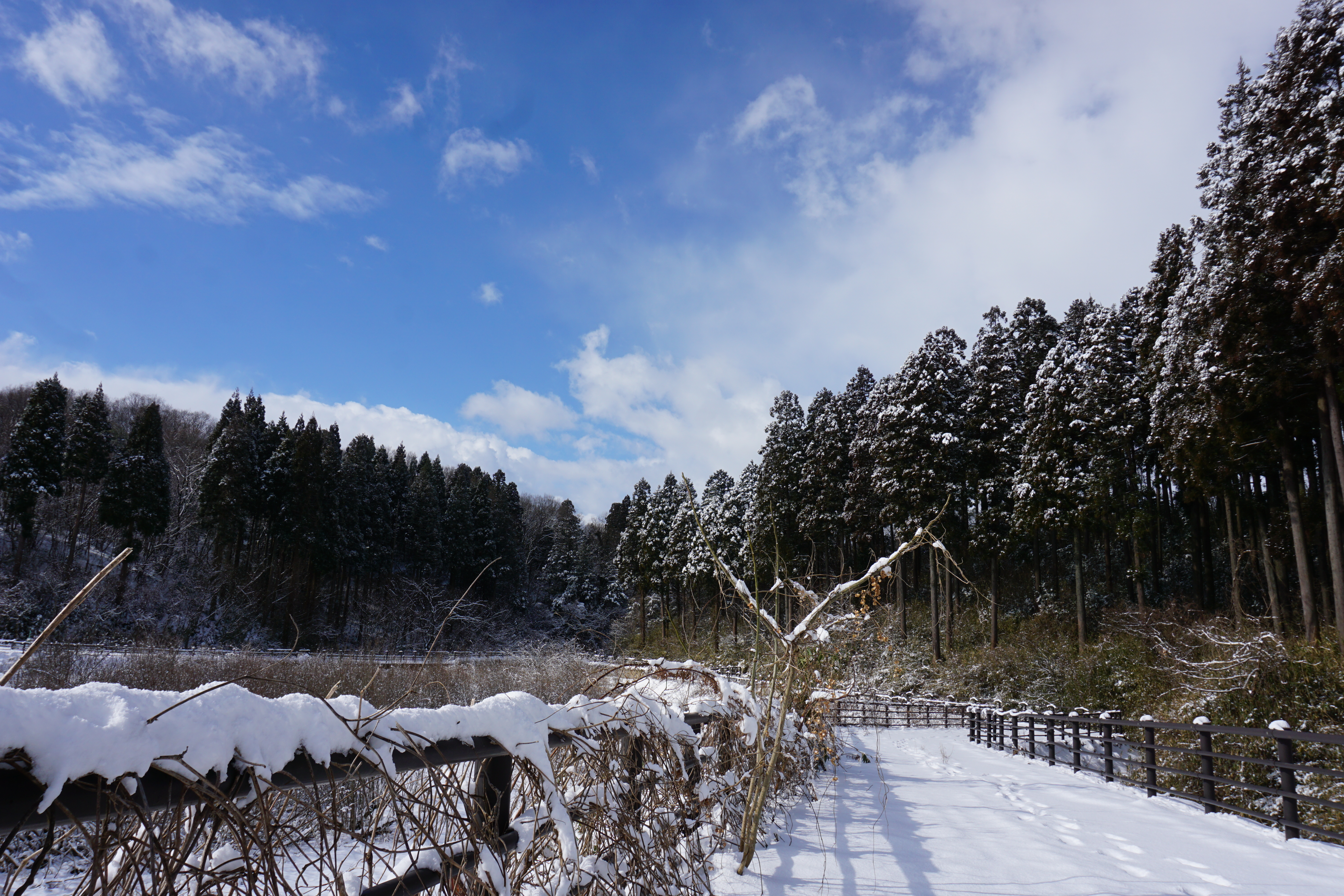 雪景色