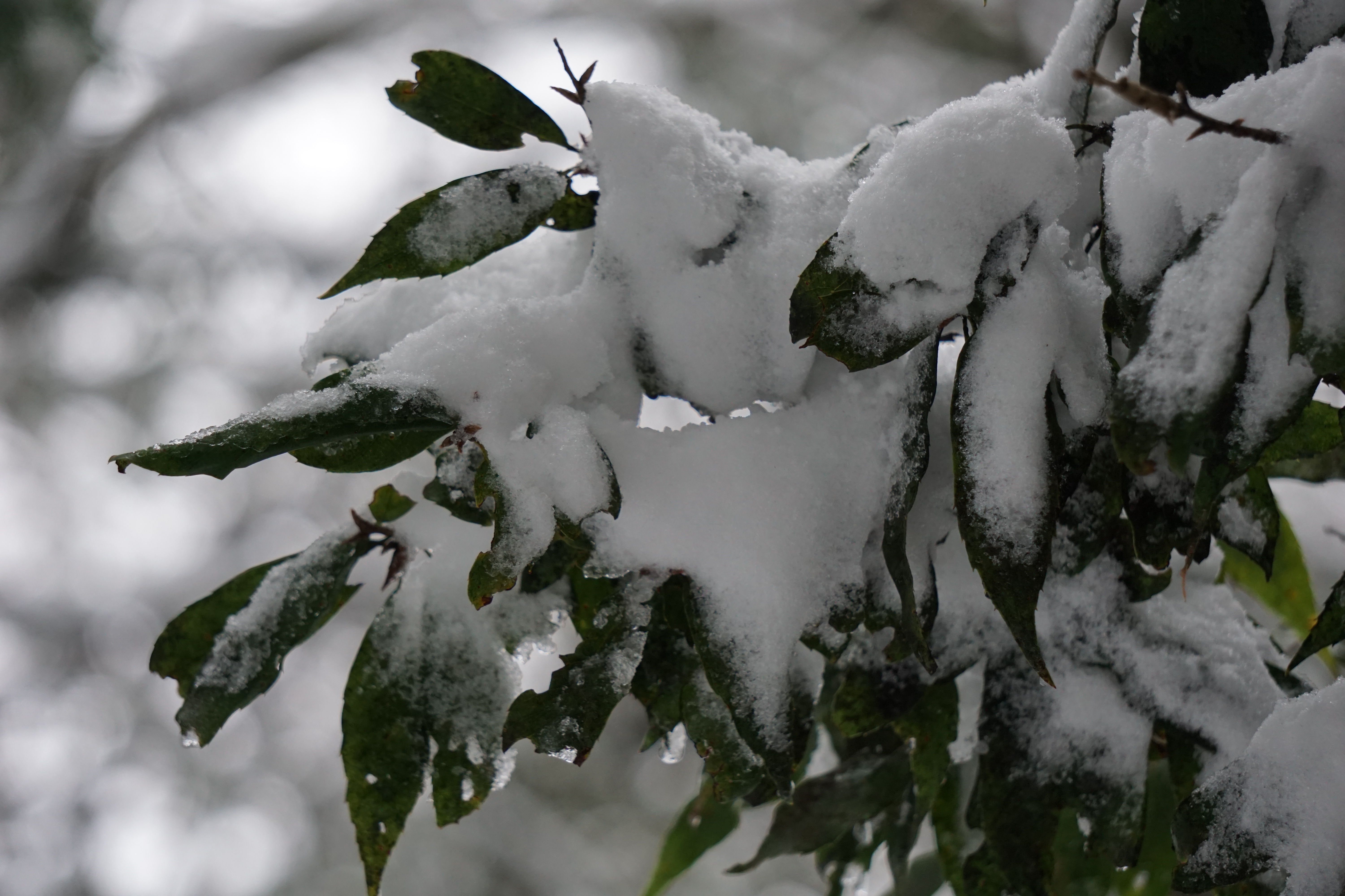 雪上がり