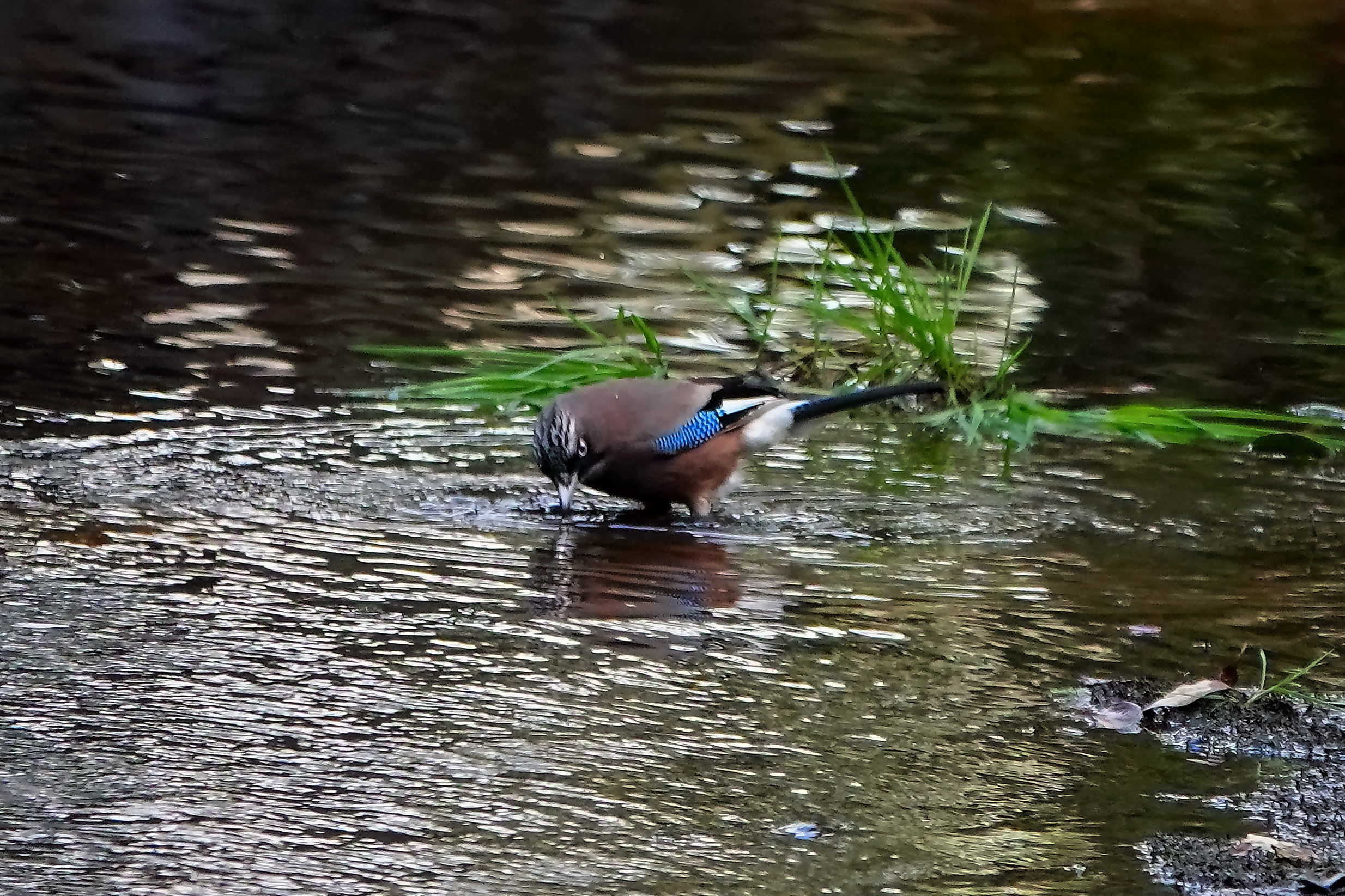 水を飲むカケス