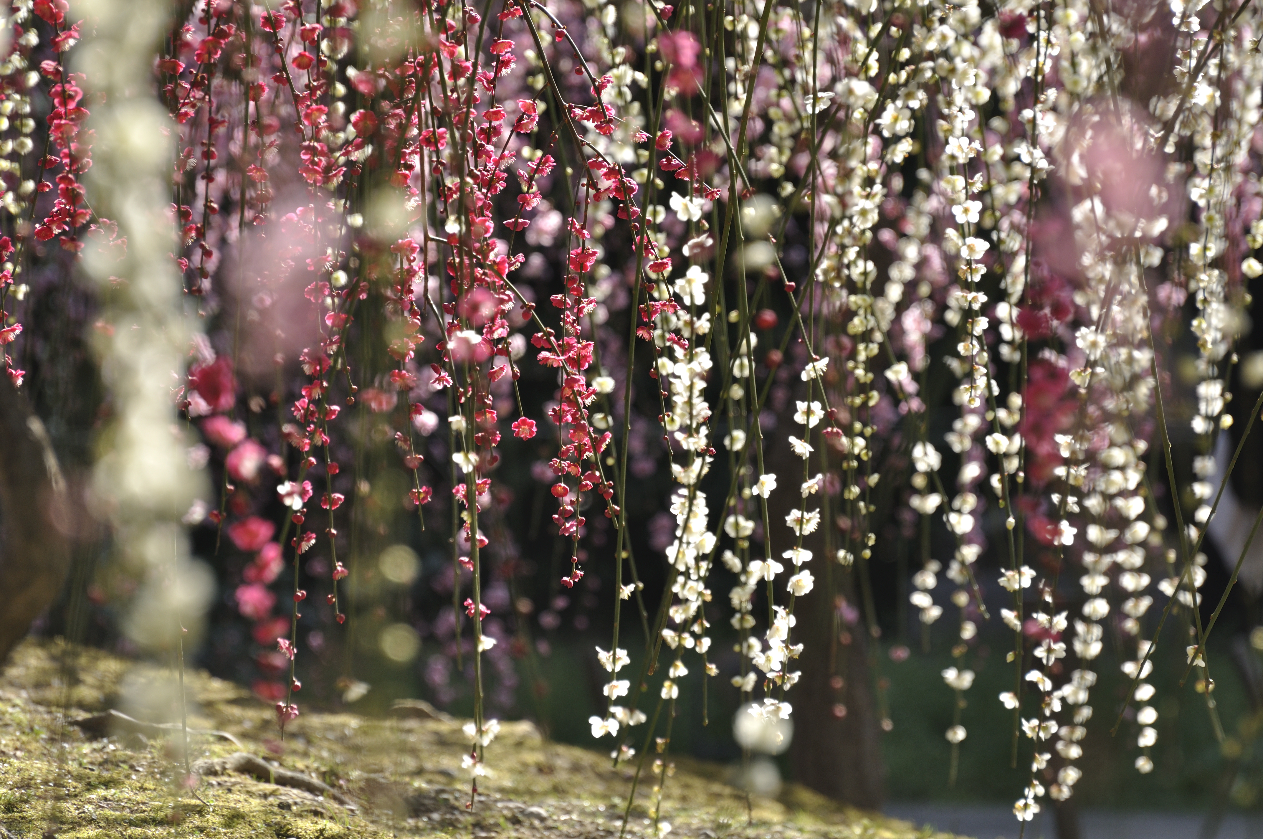 木の花は濃きも薄きも紅梅。